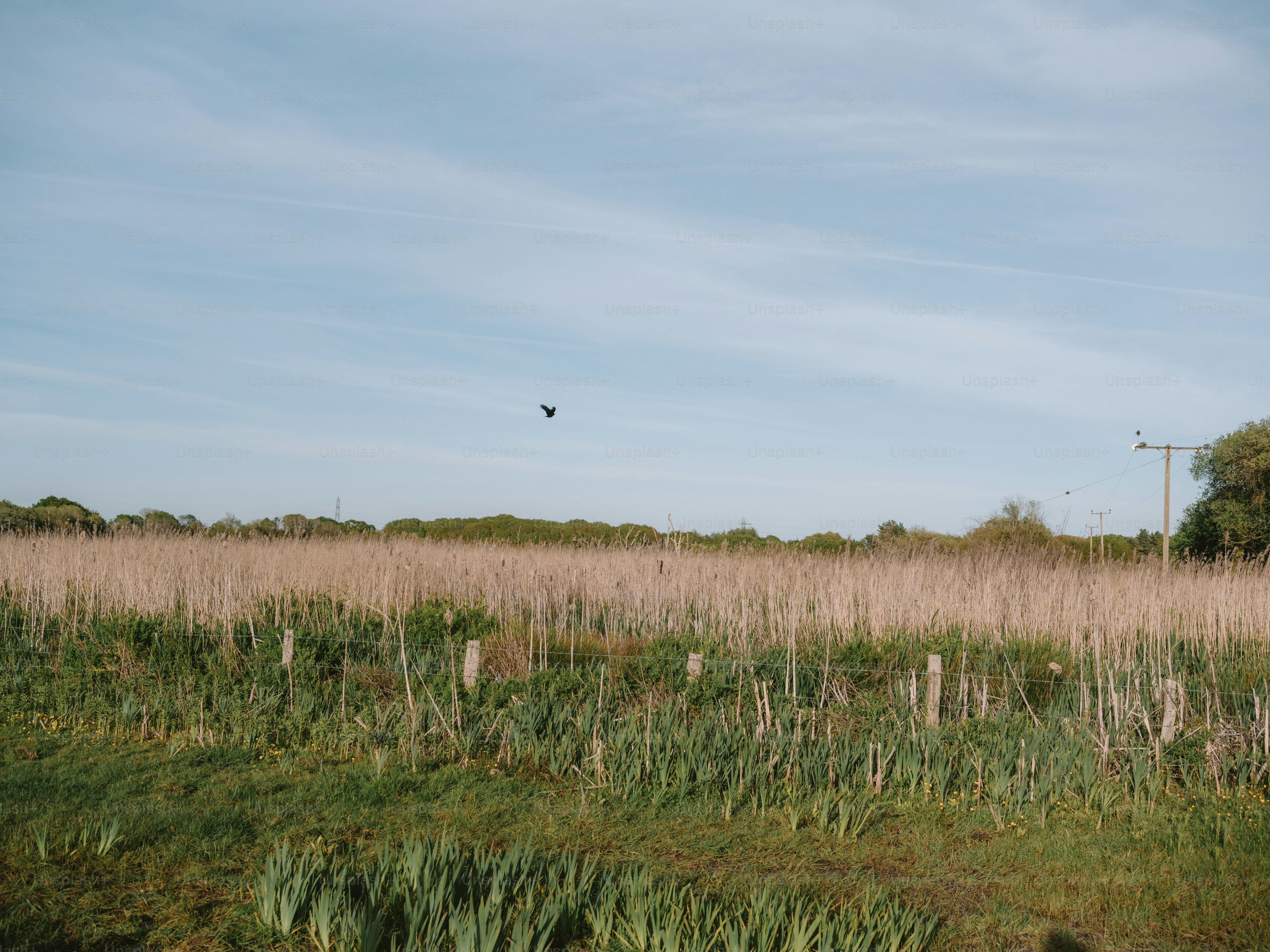 A bird flies over a field of tall grass.