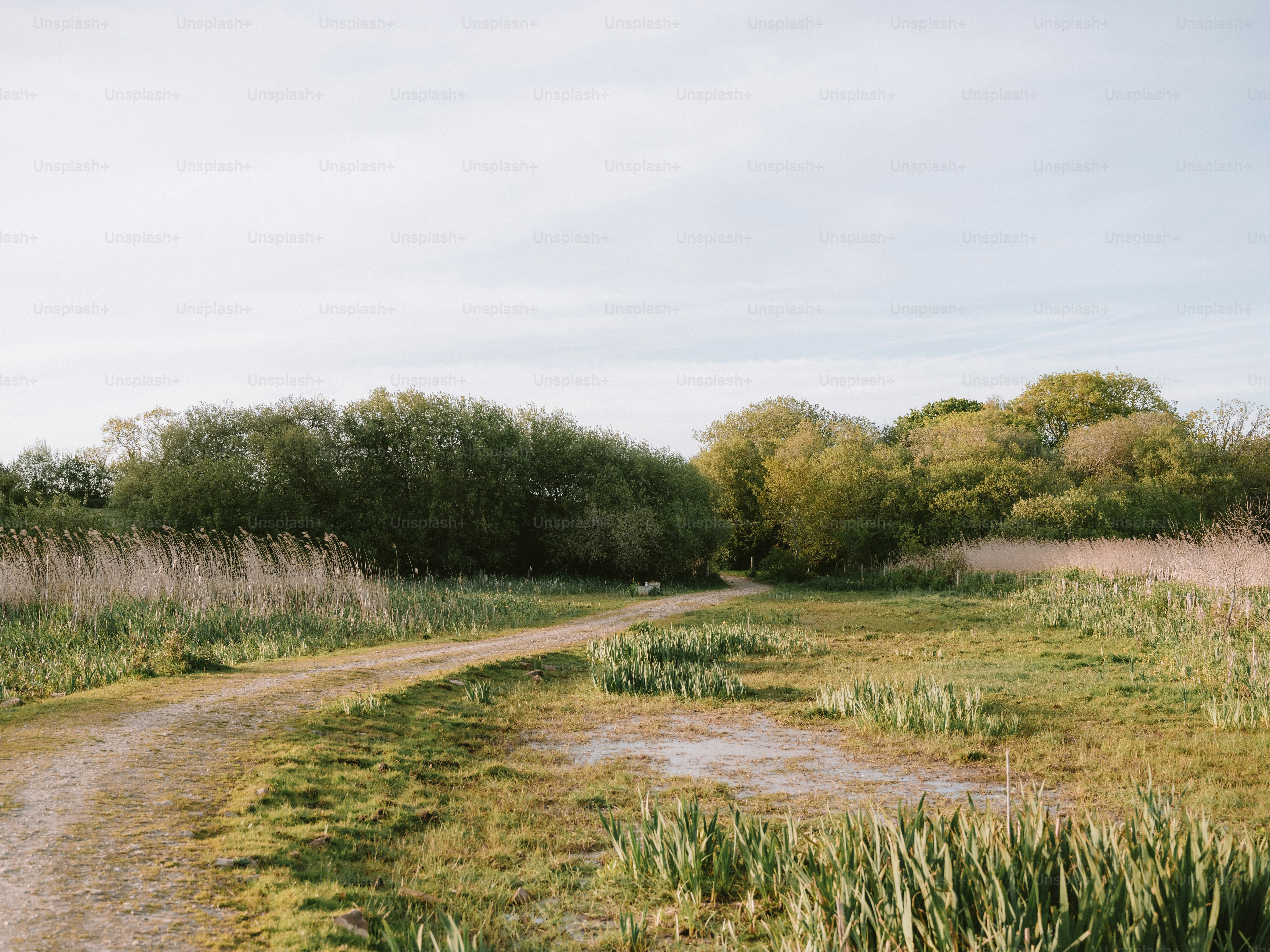 A dirt path winds through a grassy field with trees.
