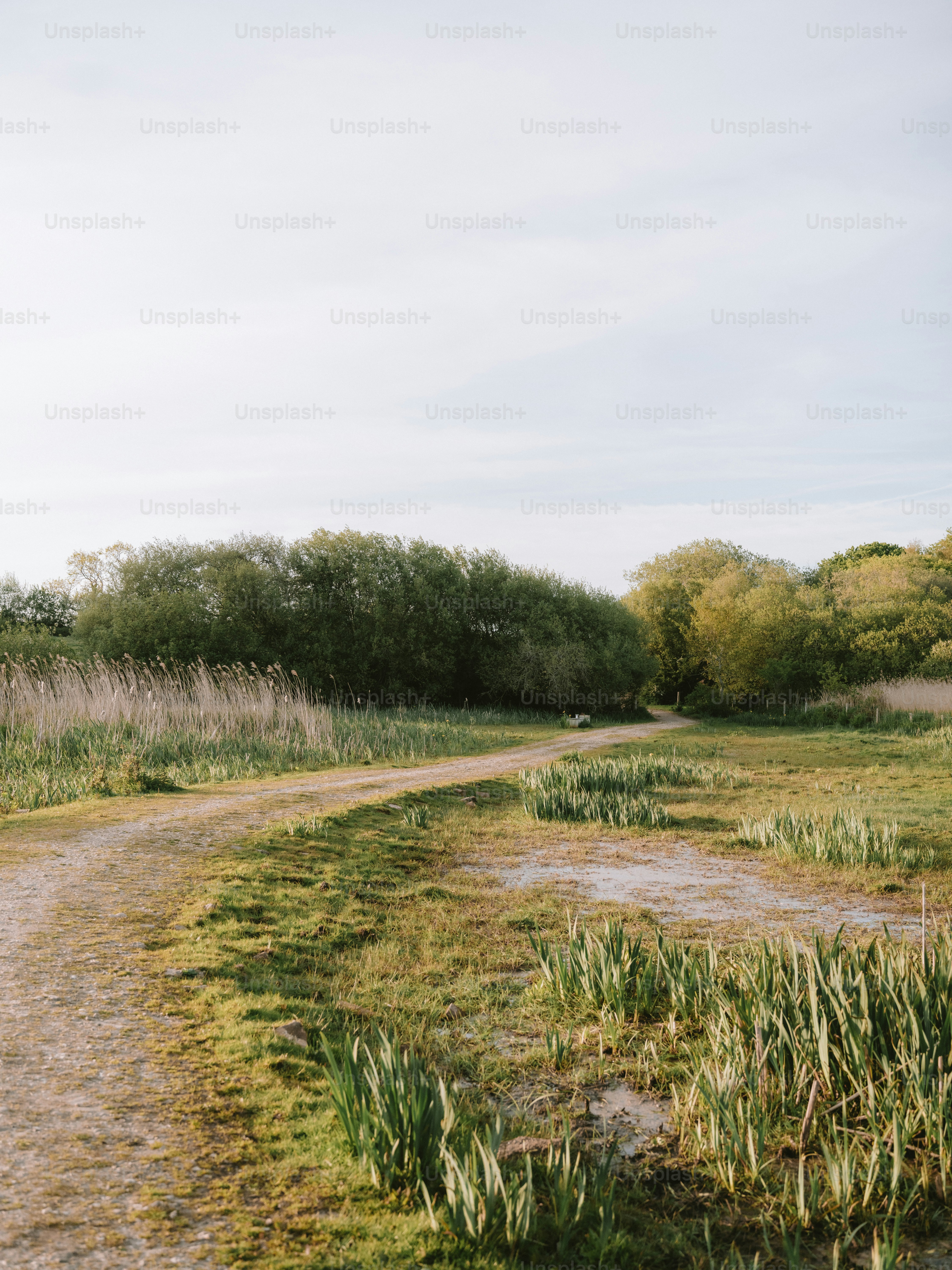 A dirt path winds through a grassy landscape with trees.