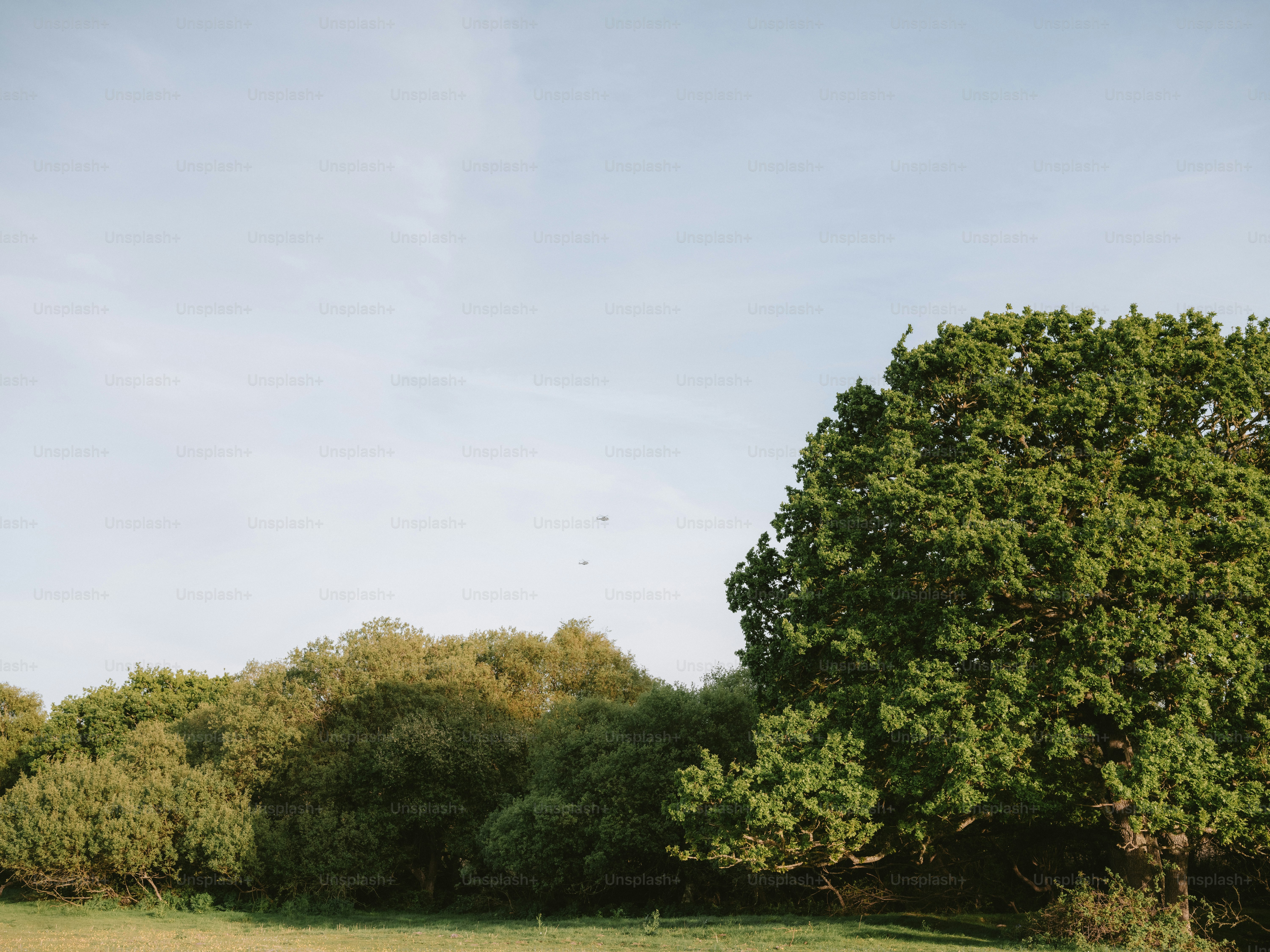 Lush green trees under a clear blue sky
