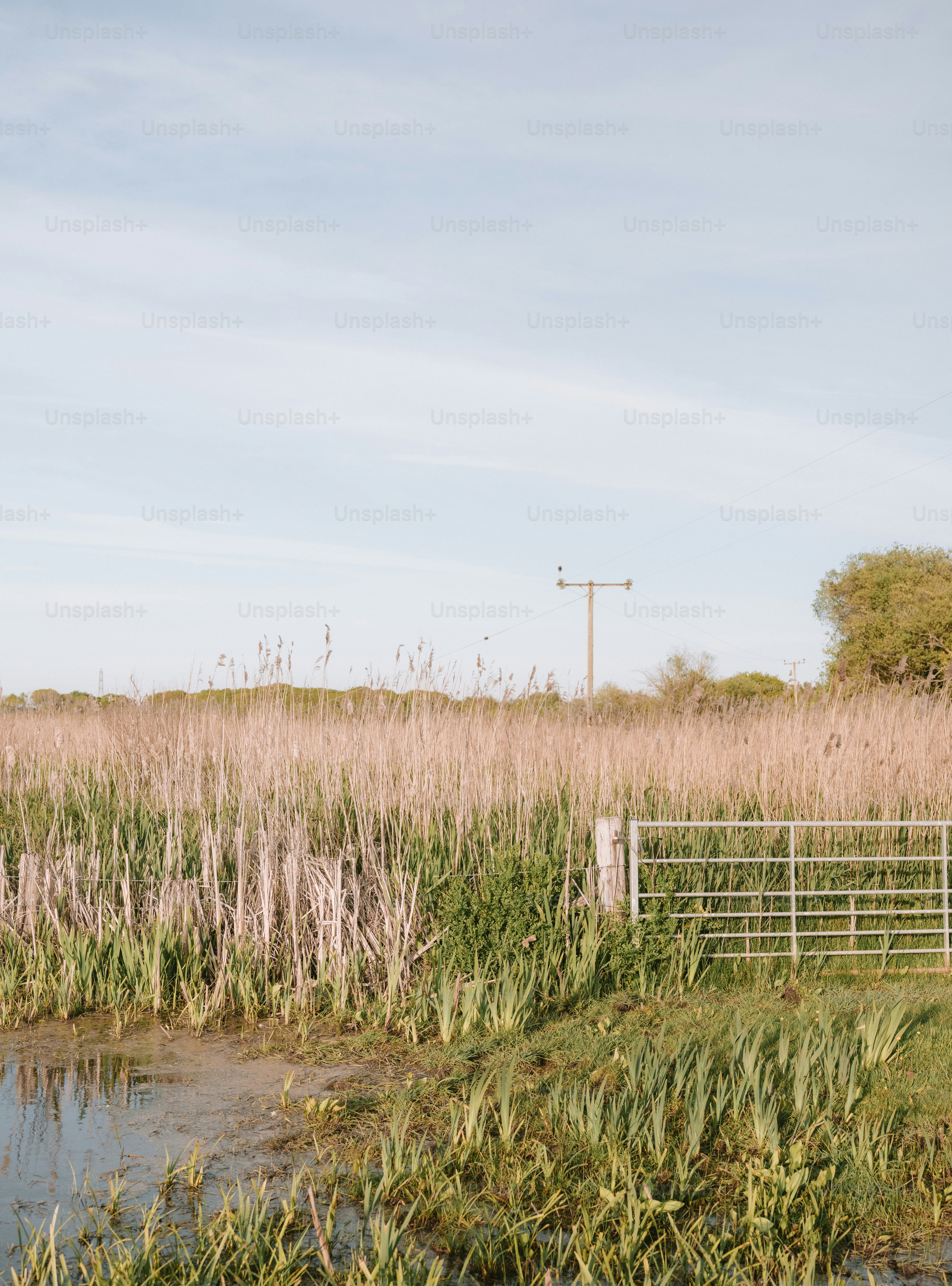 Tall reeds and a metal gate in a grassy field.
