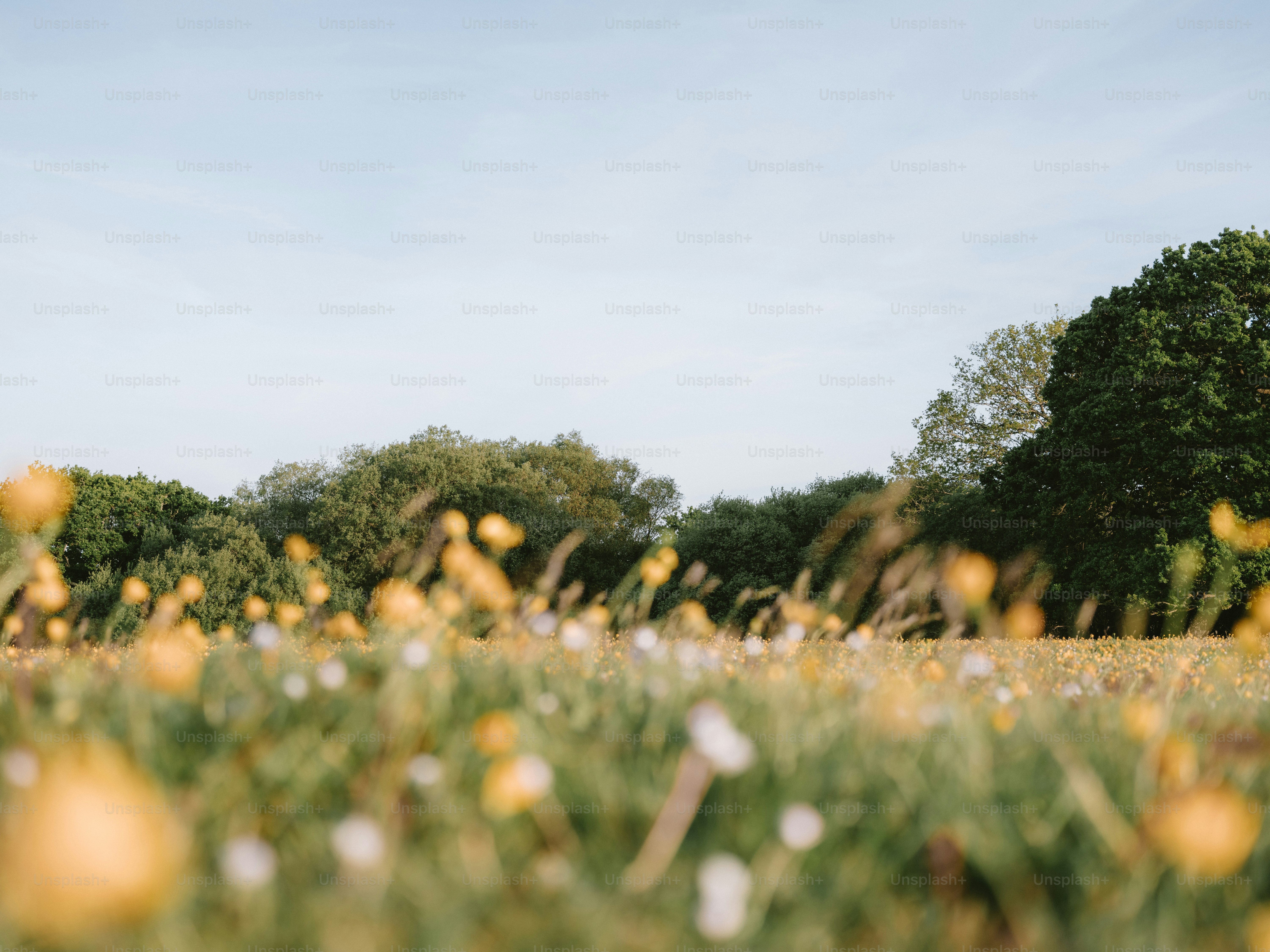 Field of wildflowers under a clear blue sky