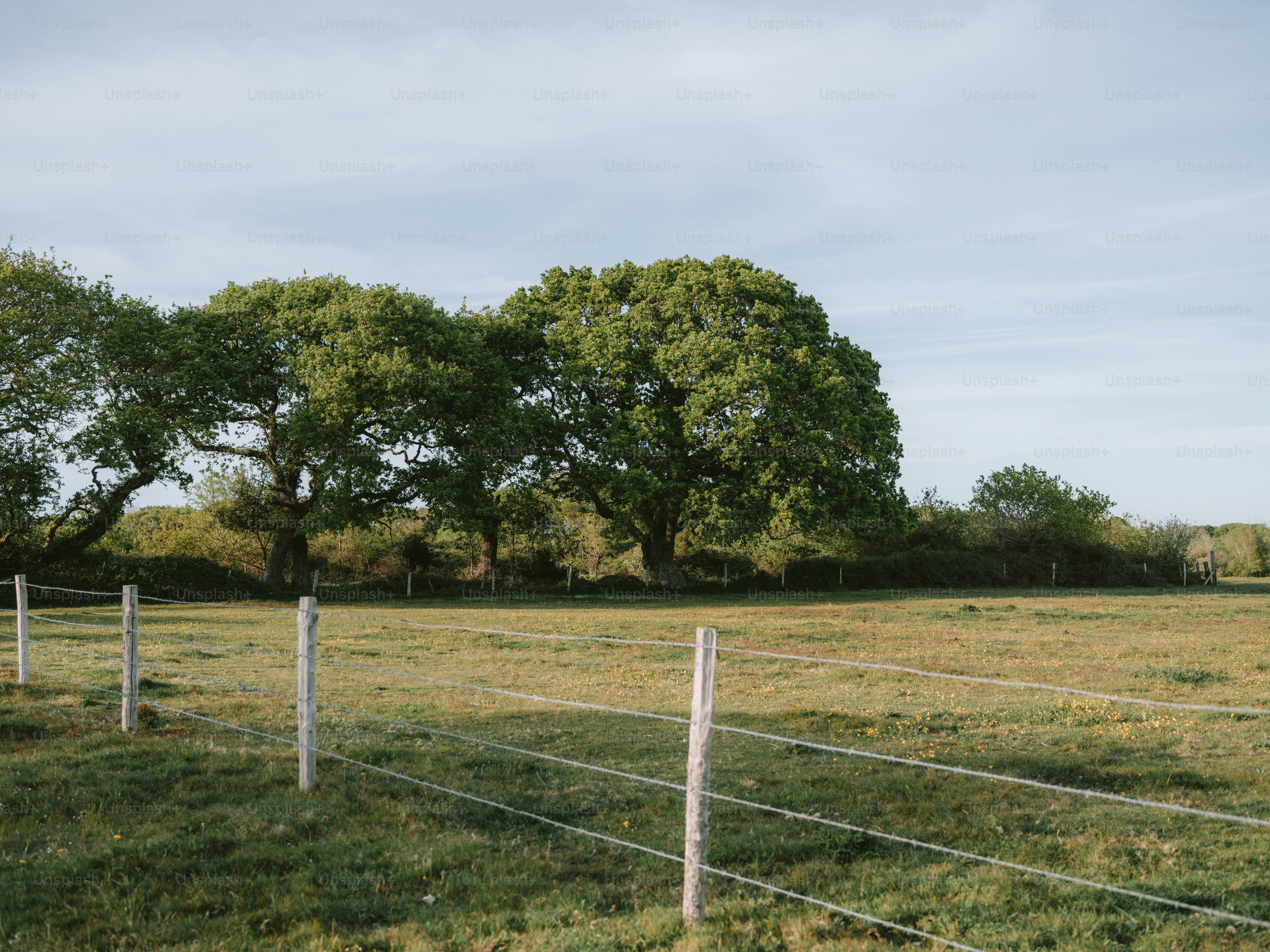Grassy field with large trees and a fence