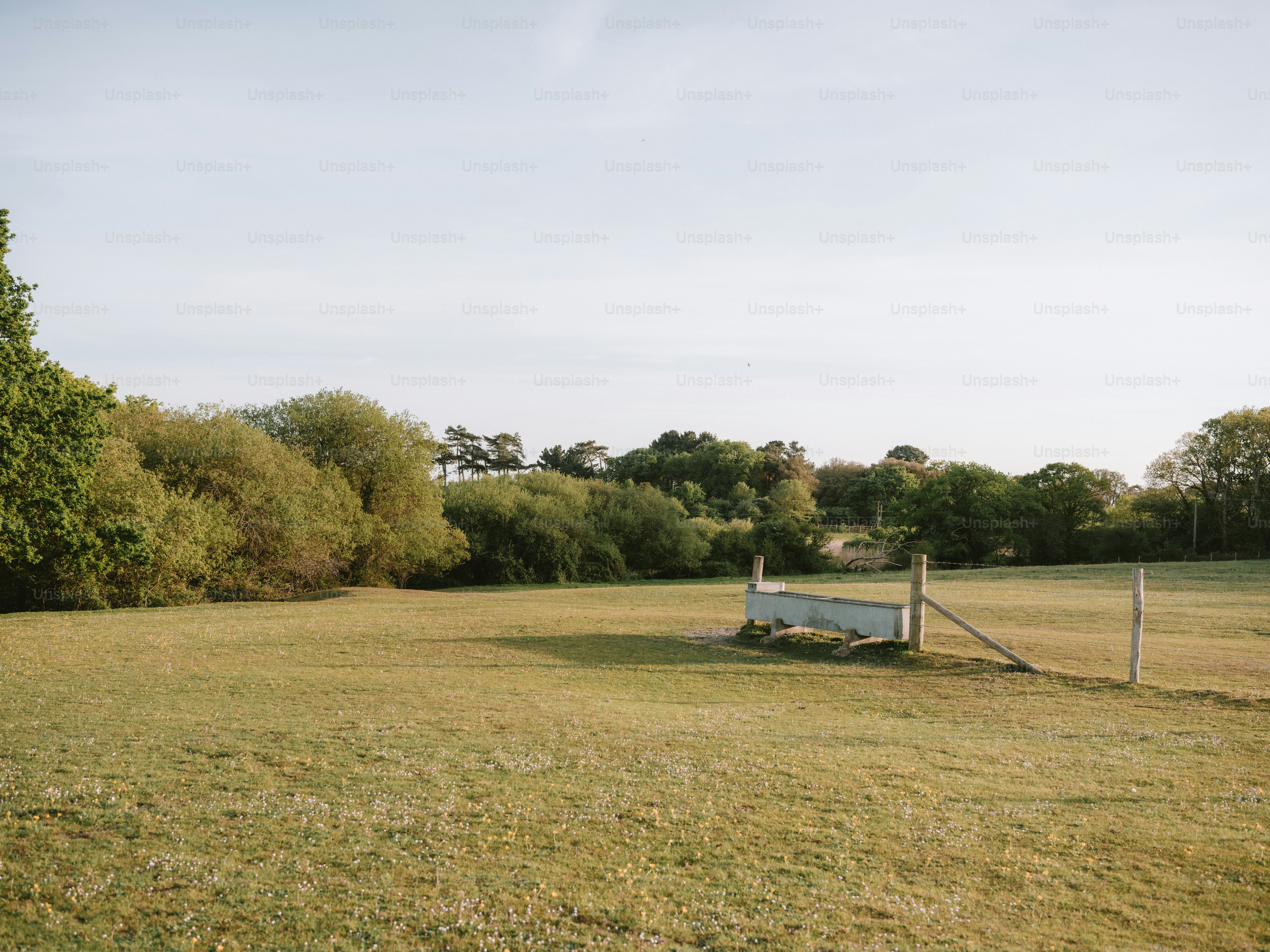 Grassy field with a white fence and trees