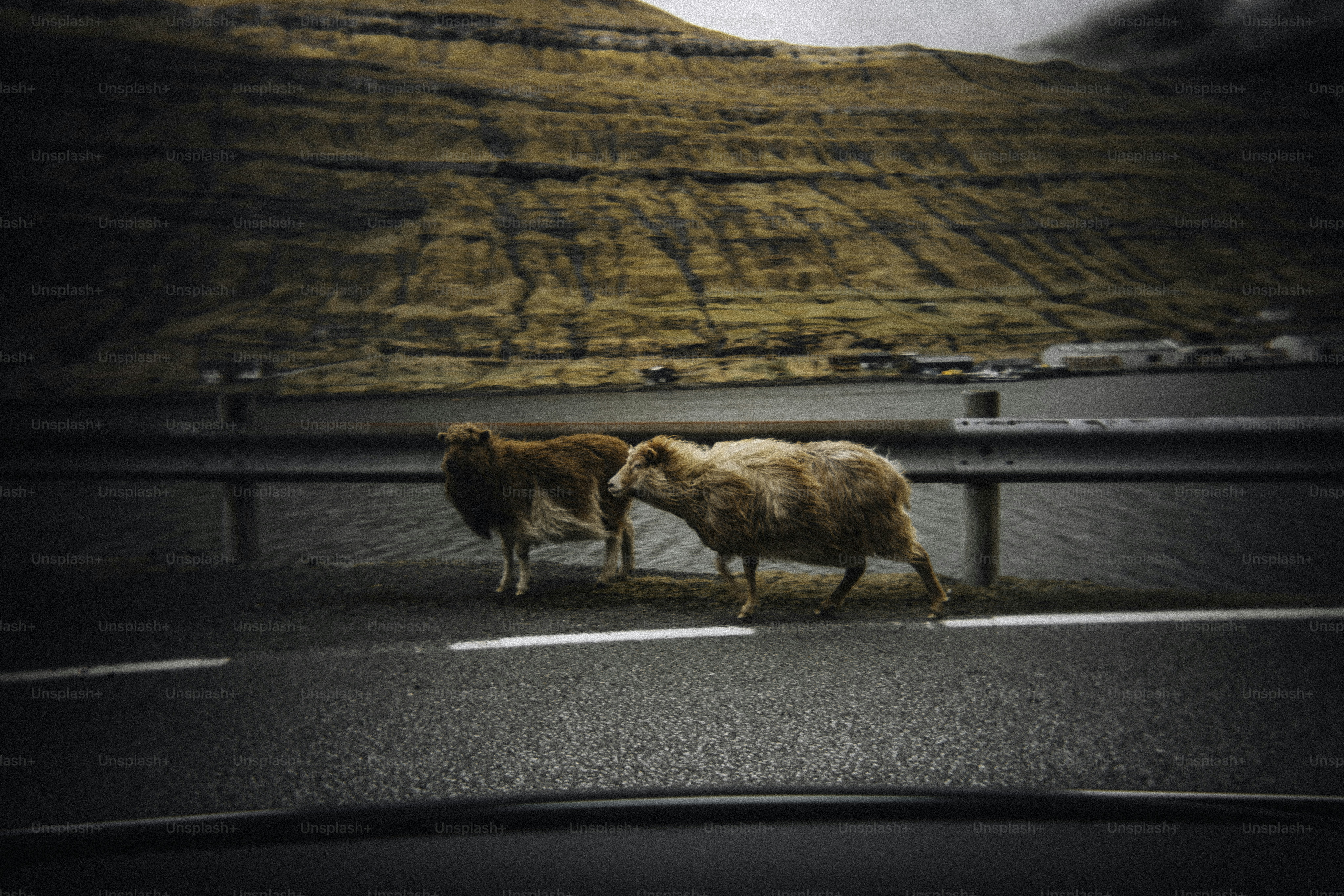 Due pecore camminano su una strada vicino a una montagna.