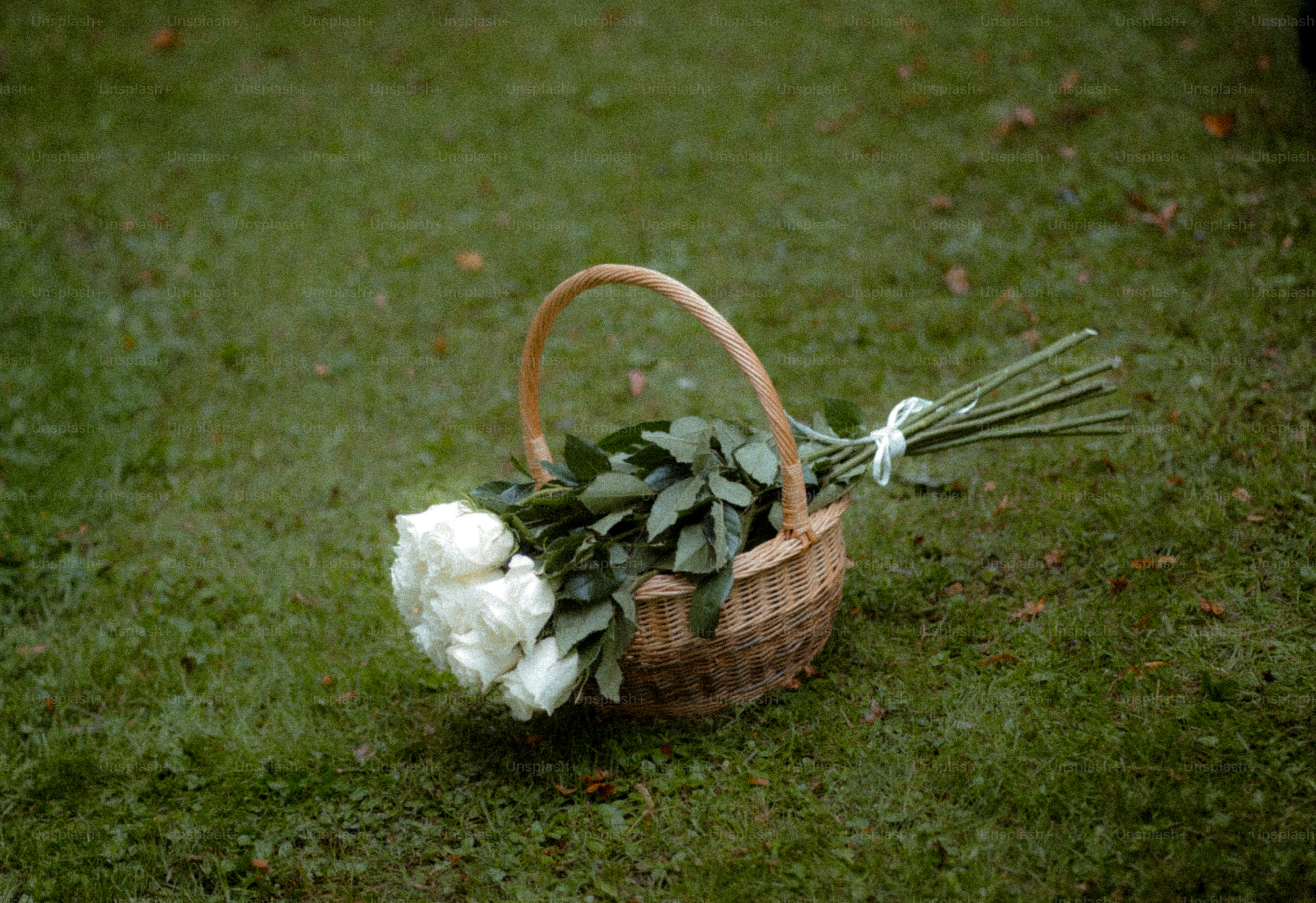Una cesta de rosas blancas sobre césped verde