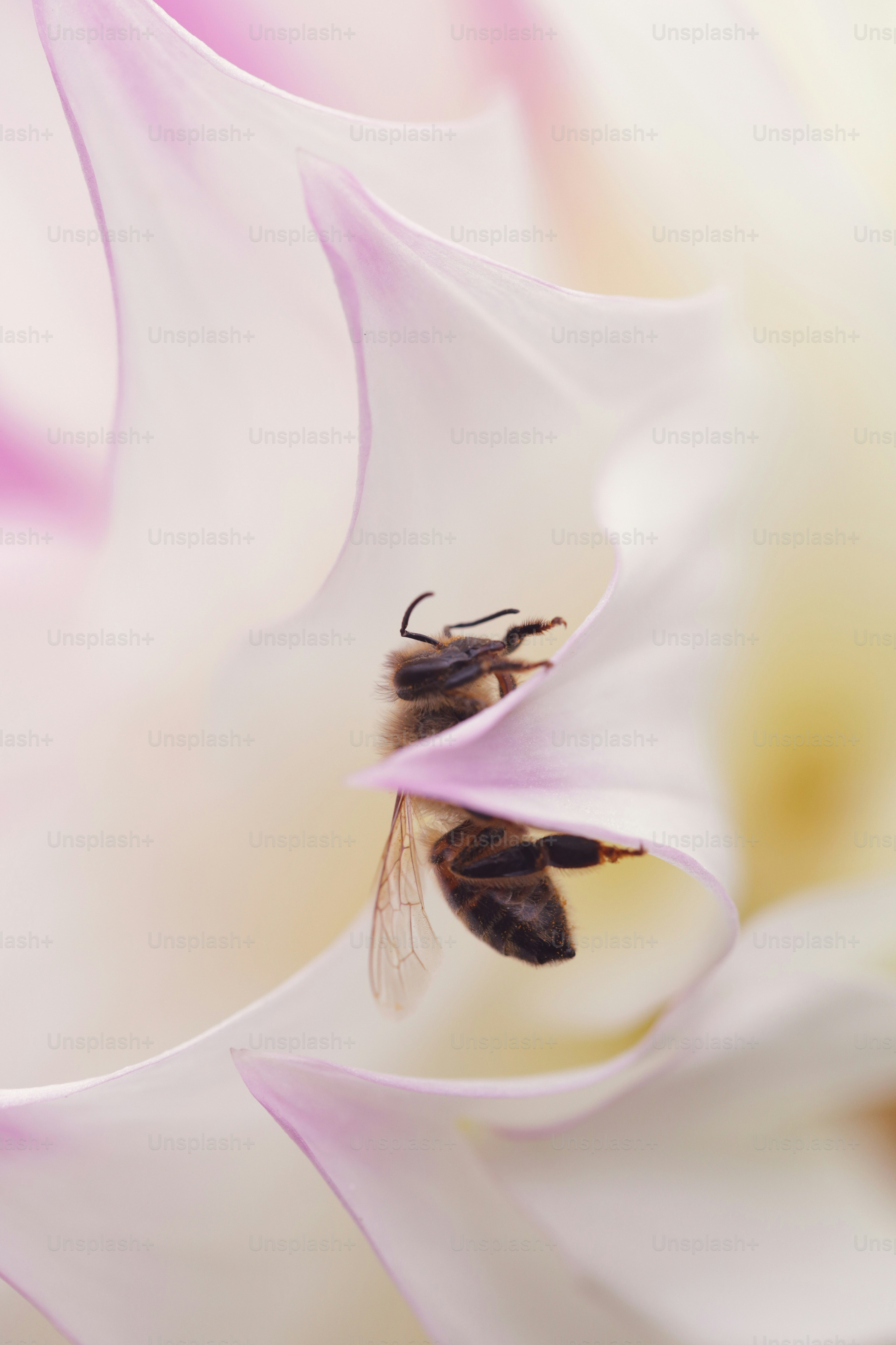 ミツバチが繊細な白とピンクの花びらの上に休んでいます