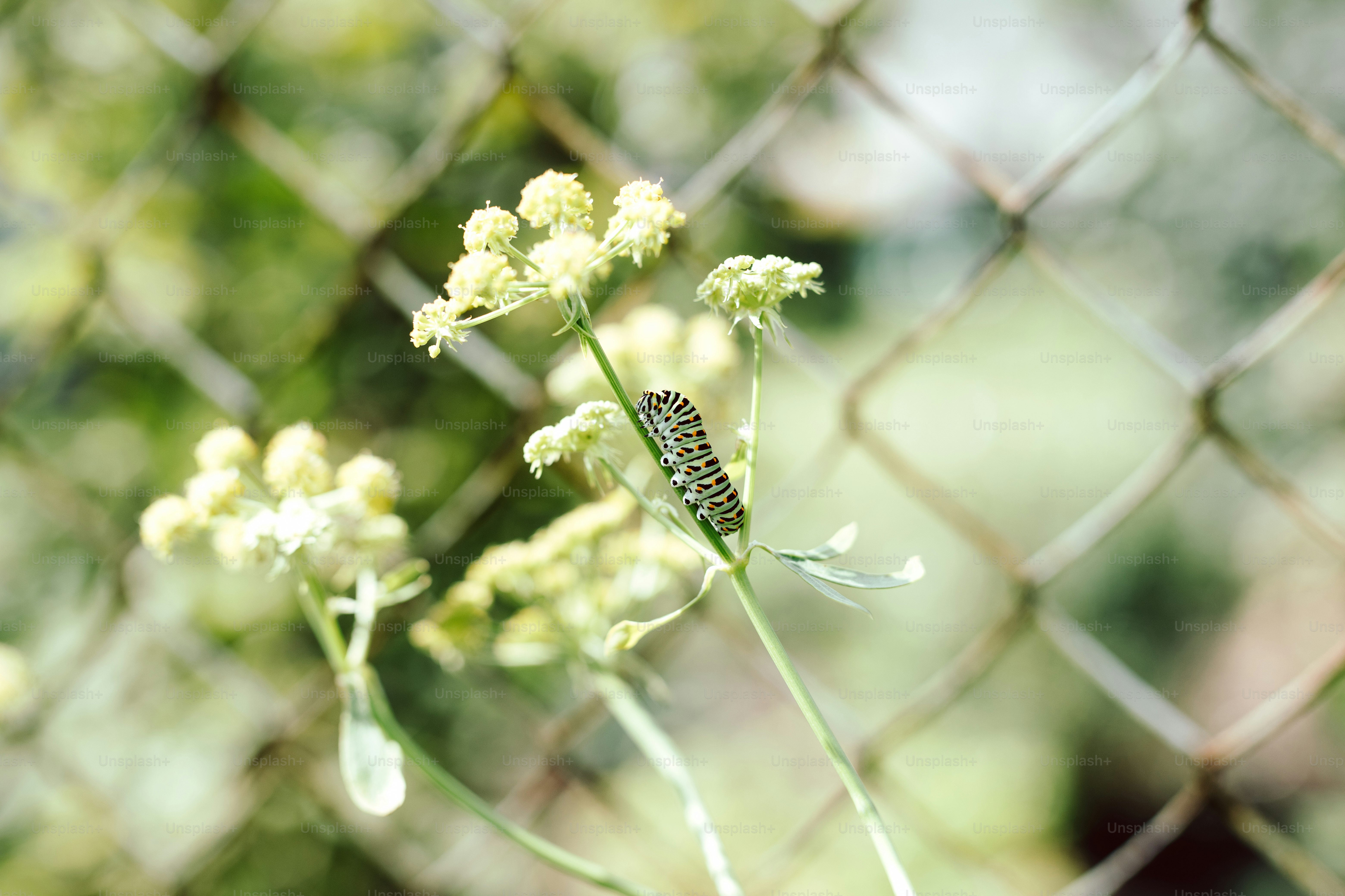 Lagarta verde em uma planta com pequenas flores amarelas.