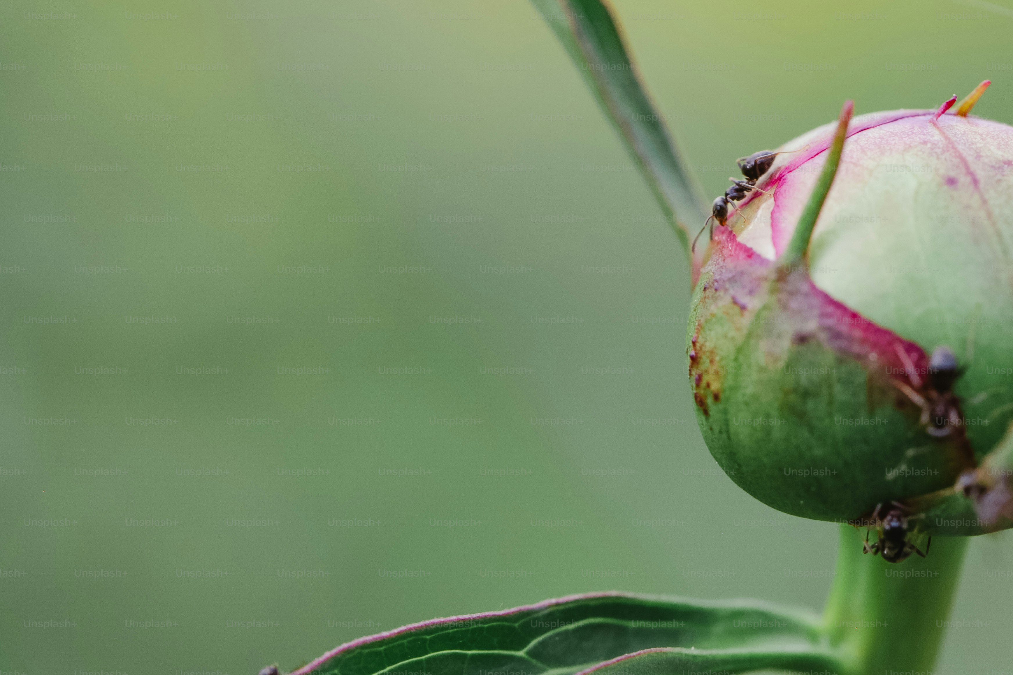 表面にアリが生えた緑色の花蕾。