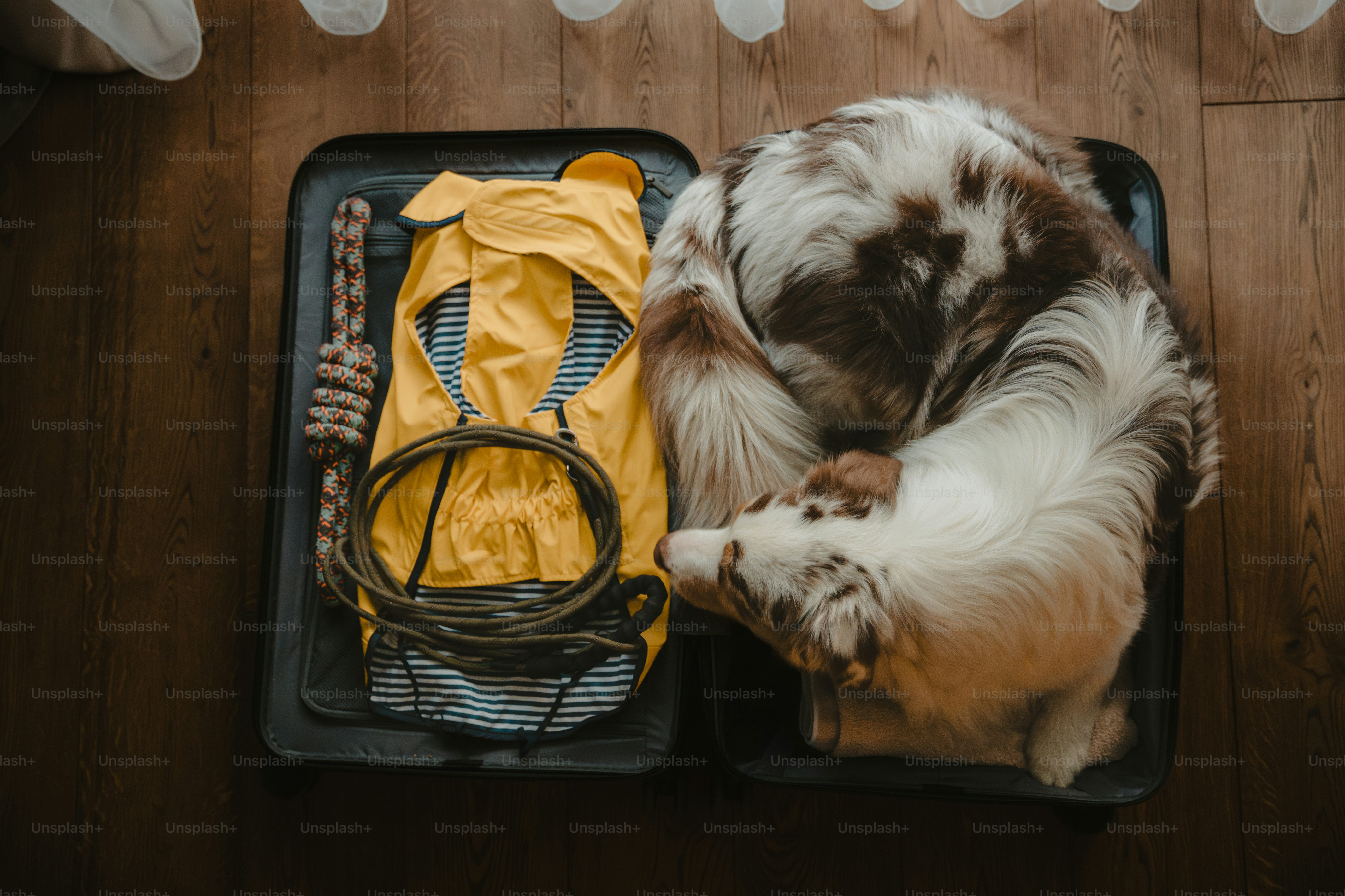 Un perro duerme en una maleta abierta con una chaqueta amarilla.