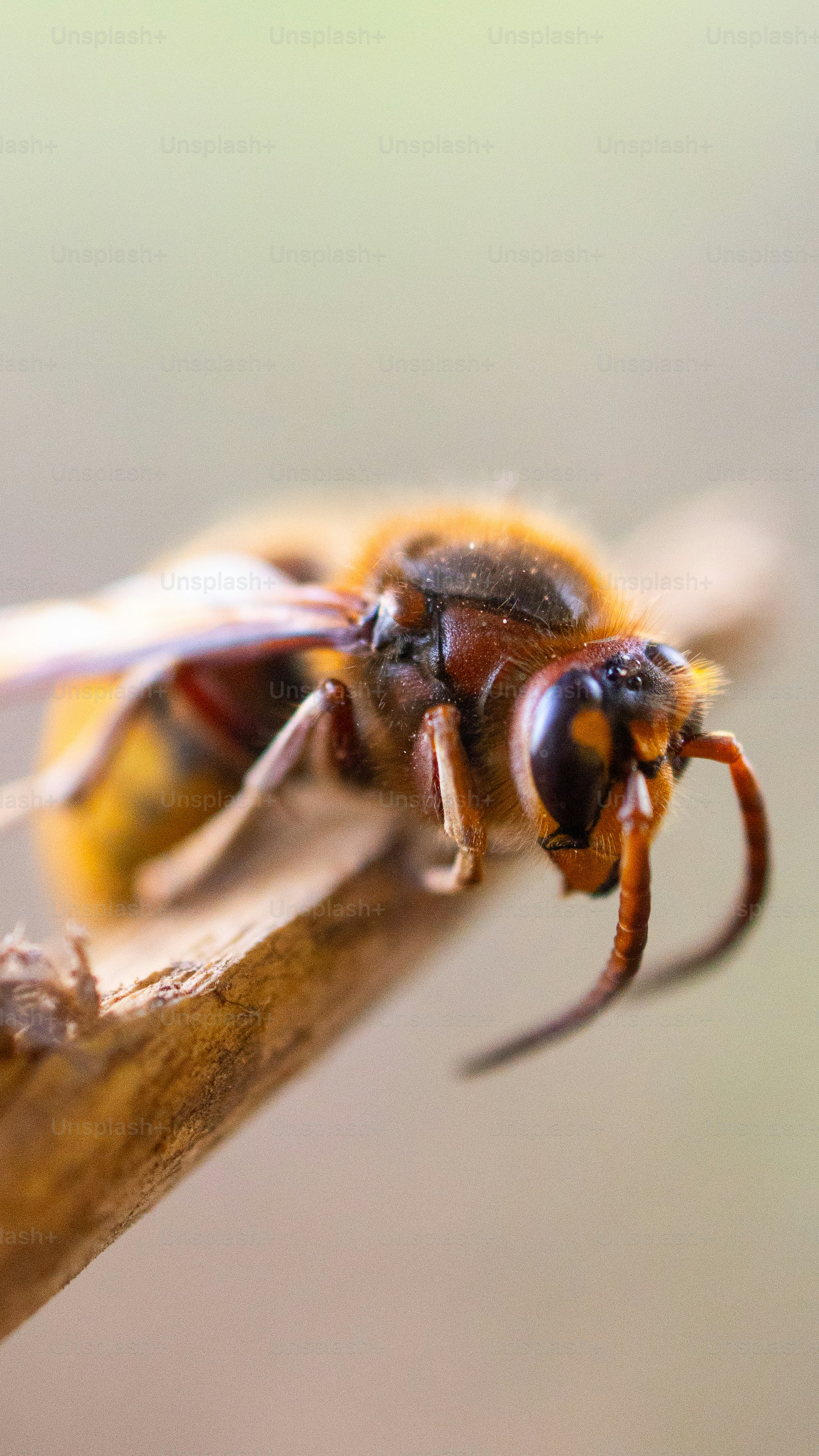 Close-up lebah di cabang