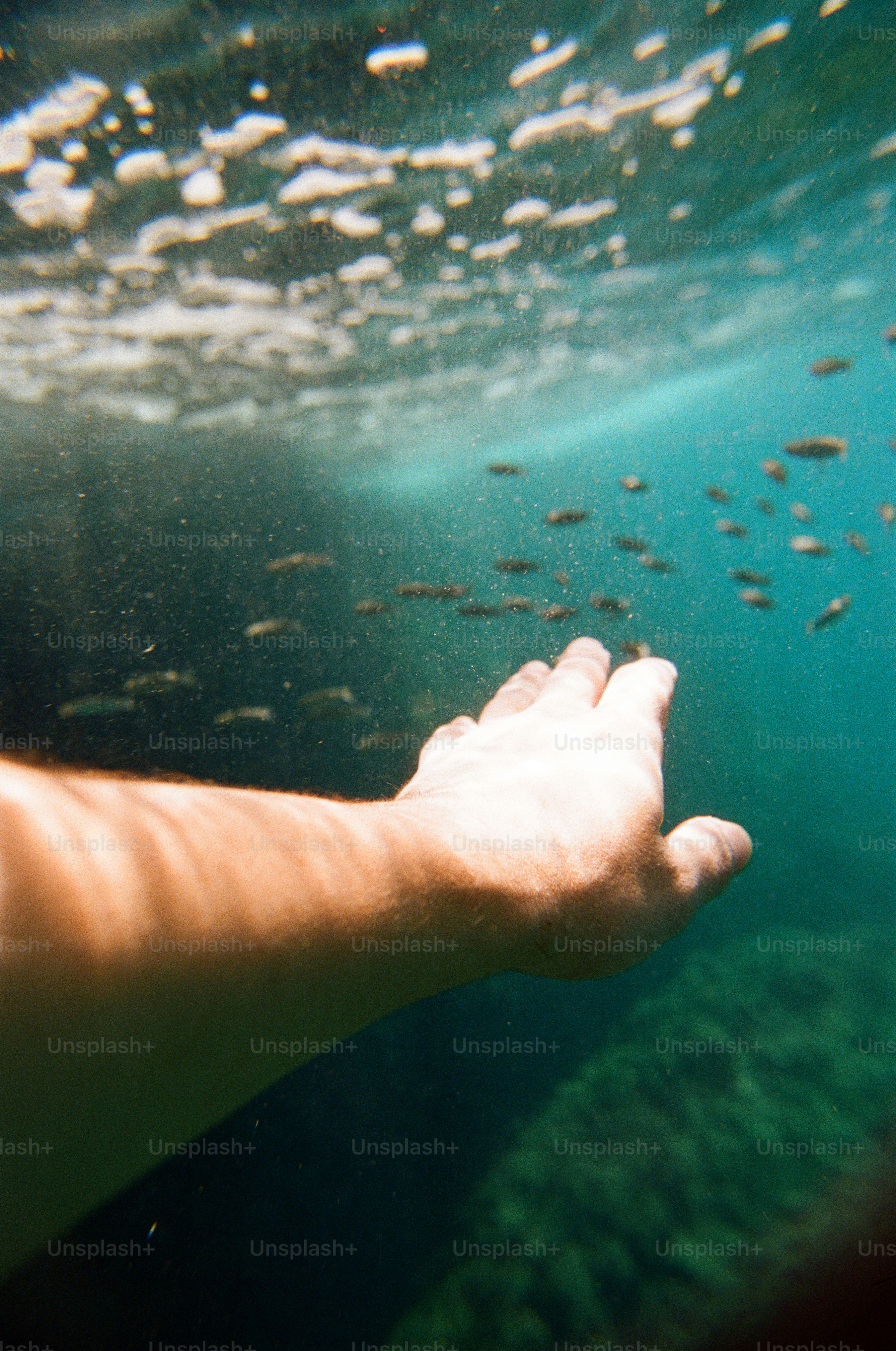 Die Hand greift nach einem Schwarm Fisch unter Wasser