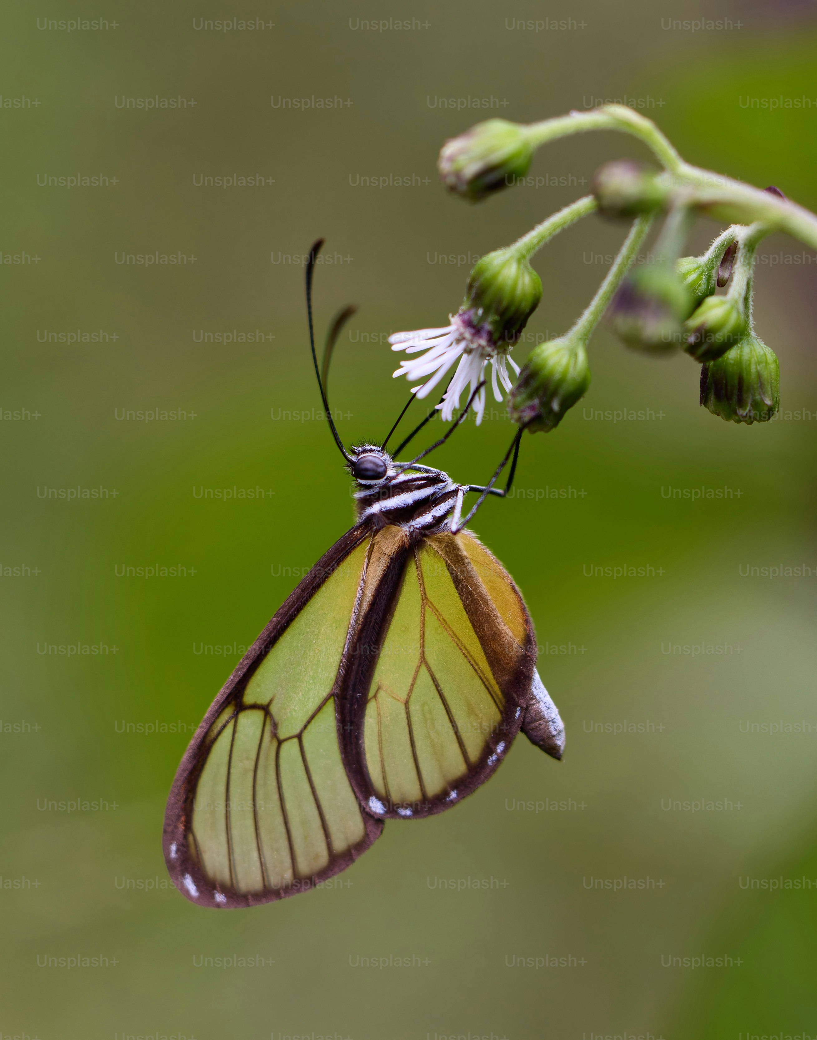 A translucent yellow butterfly hangs upside down on a flower.