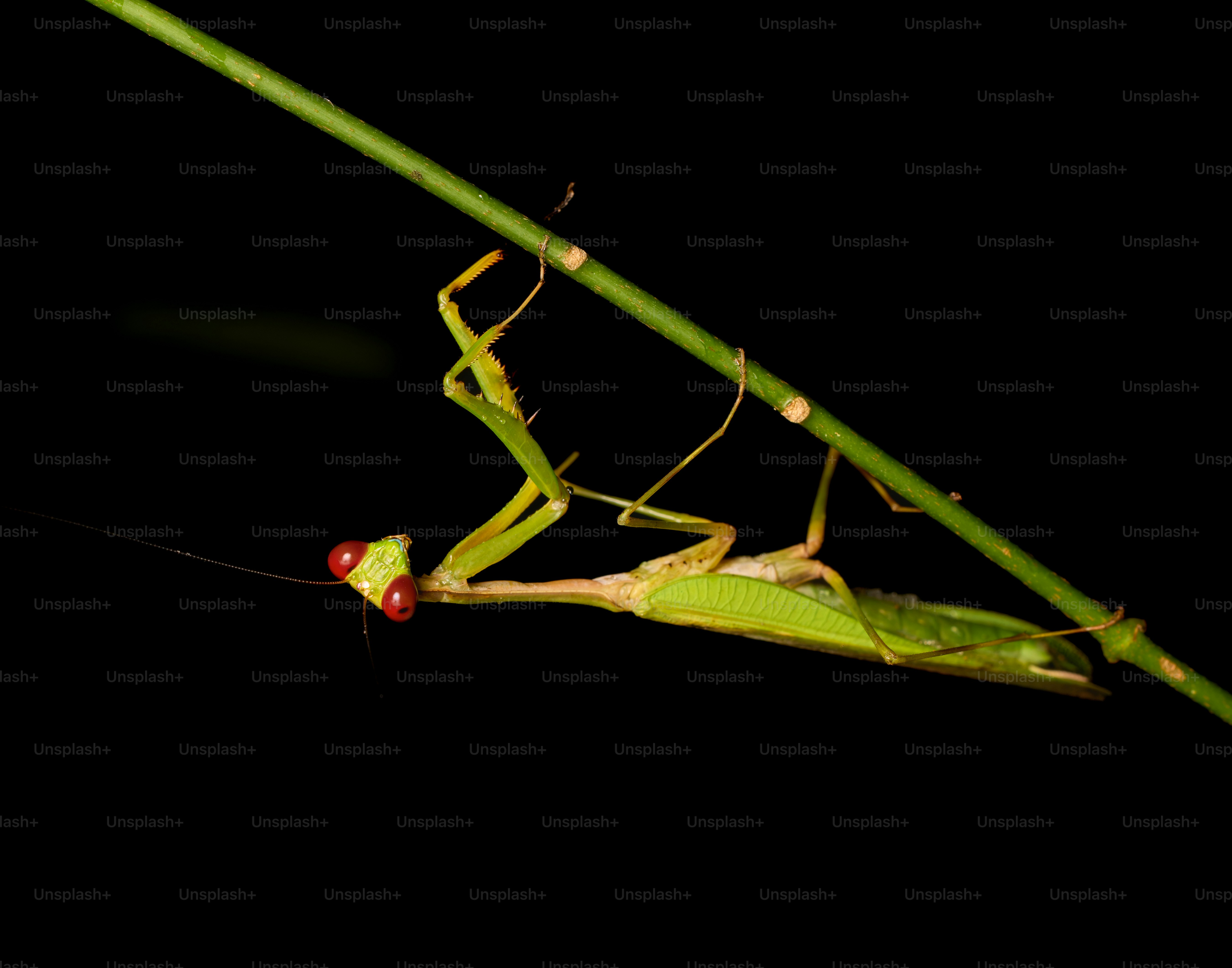 A green praying mantis hangs from a thin stem.