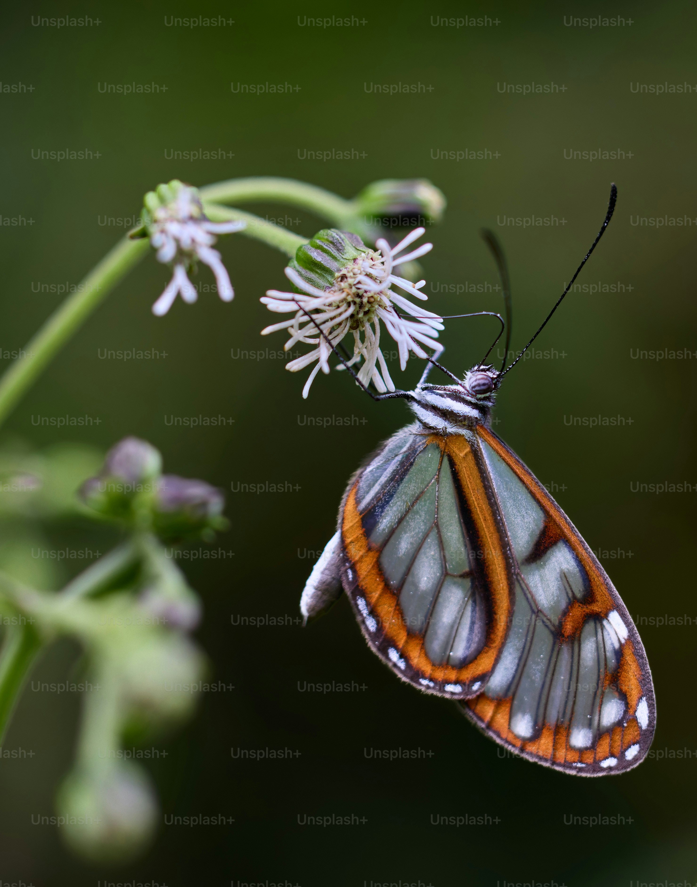 A butterfly with transparent wings rests on a white flower.