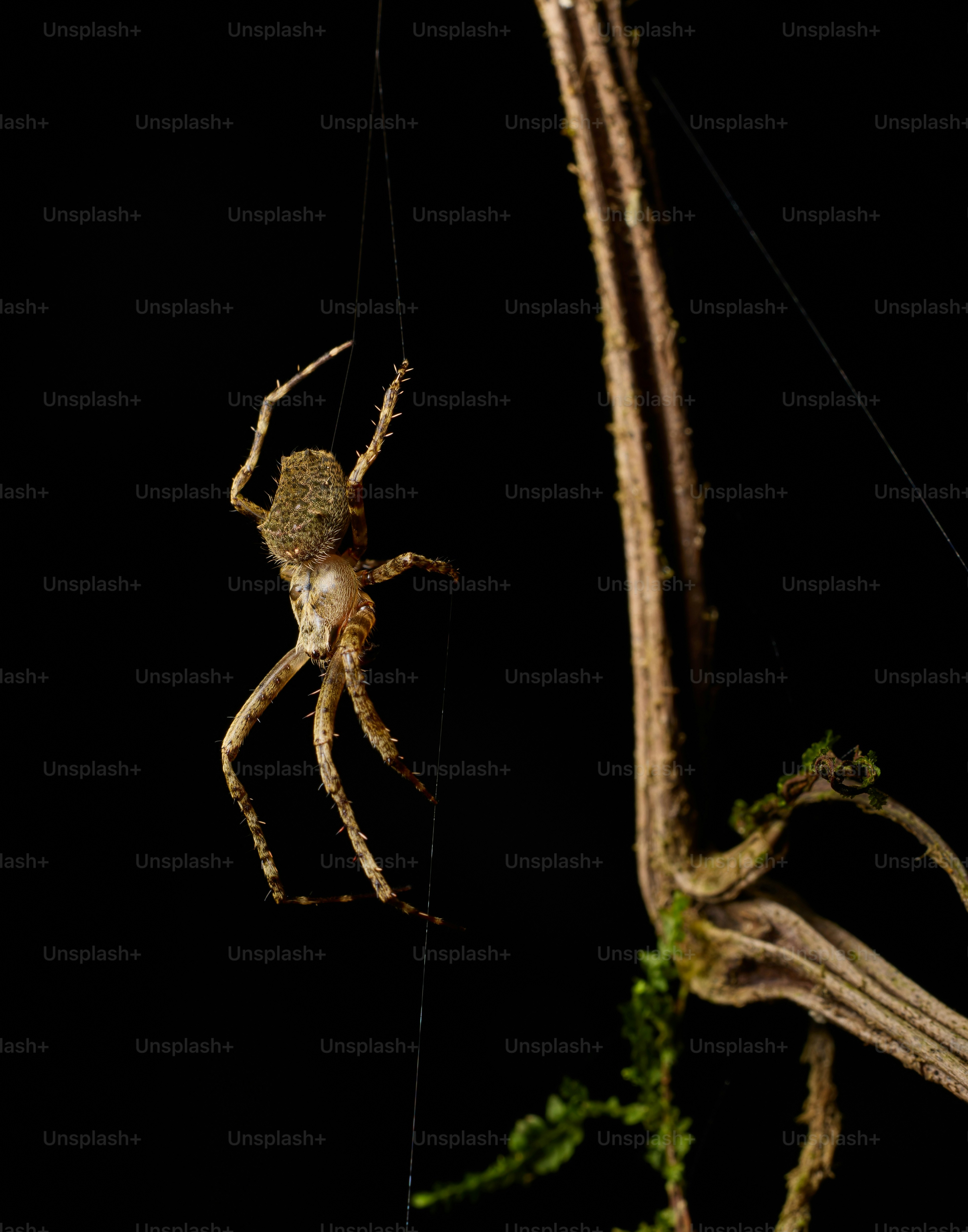 A spider hangs from a thread on a dark background.