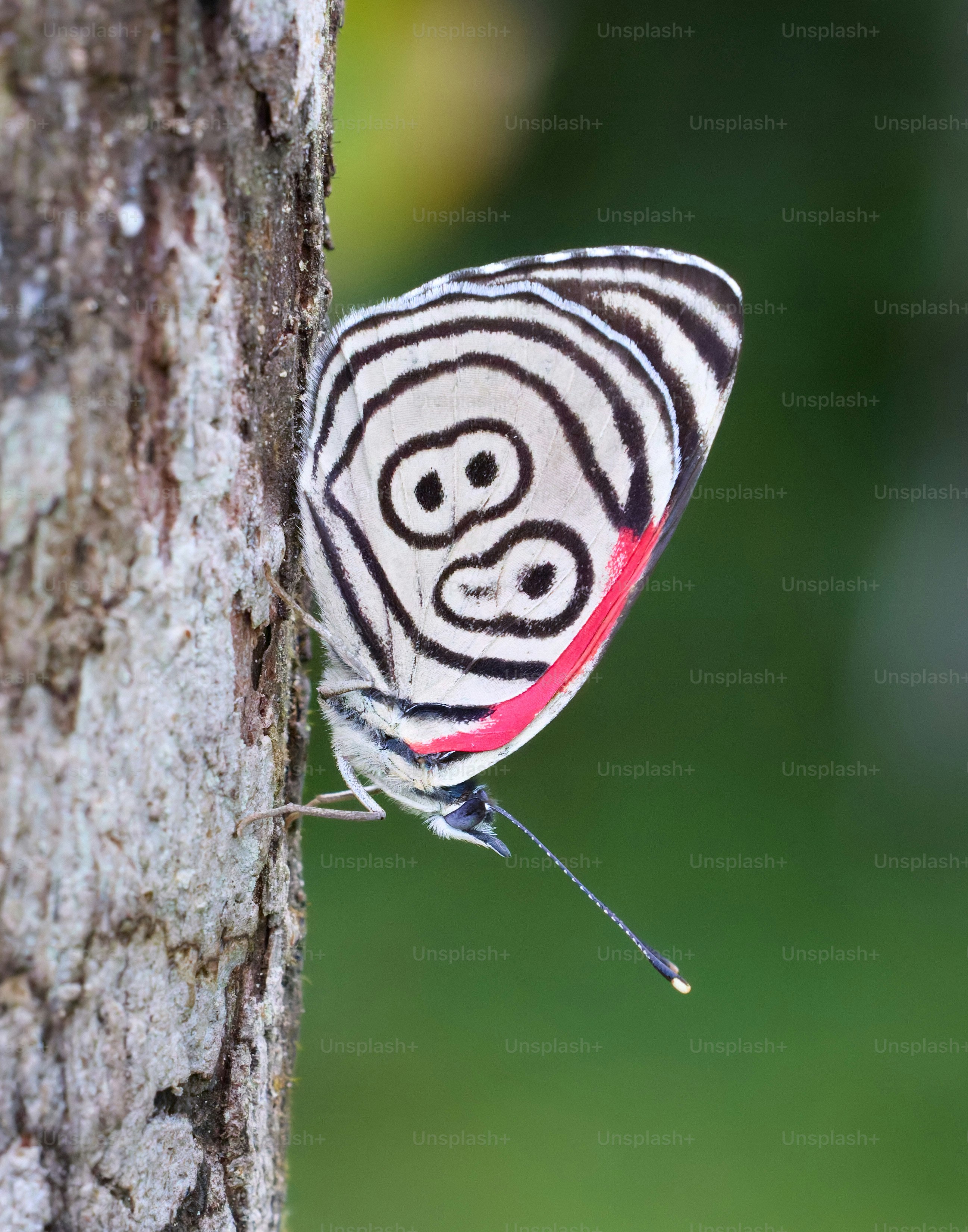 Butterfly with black and white rings on wings