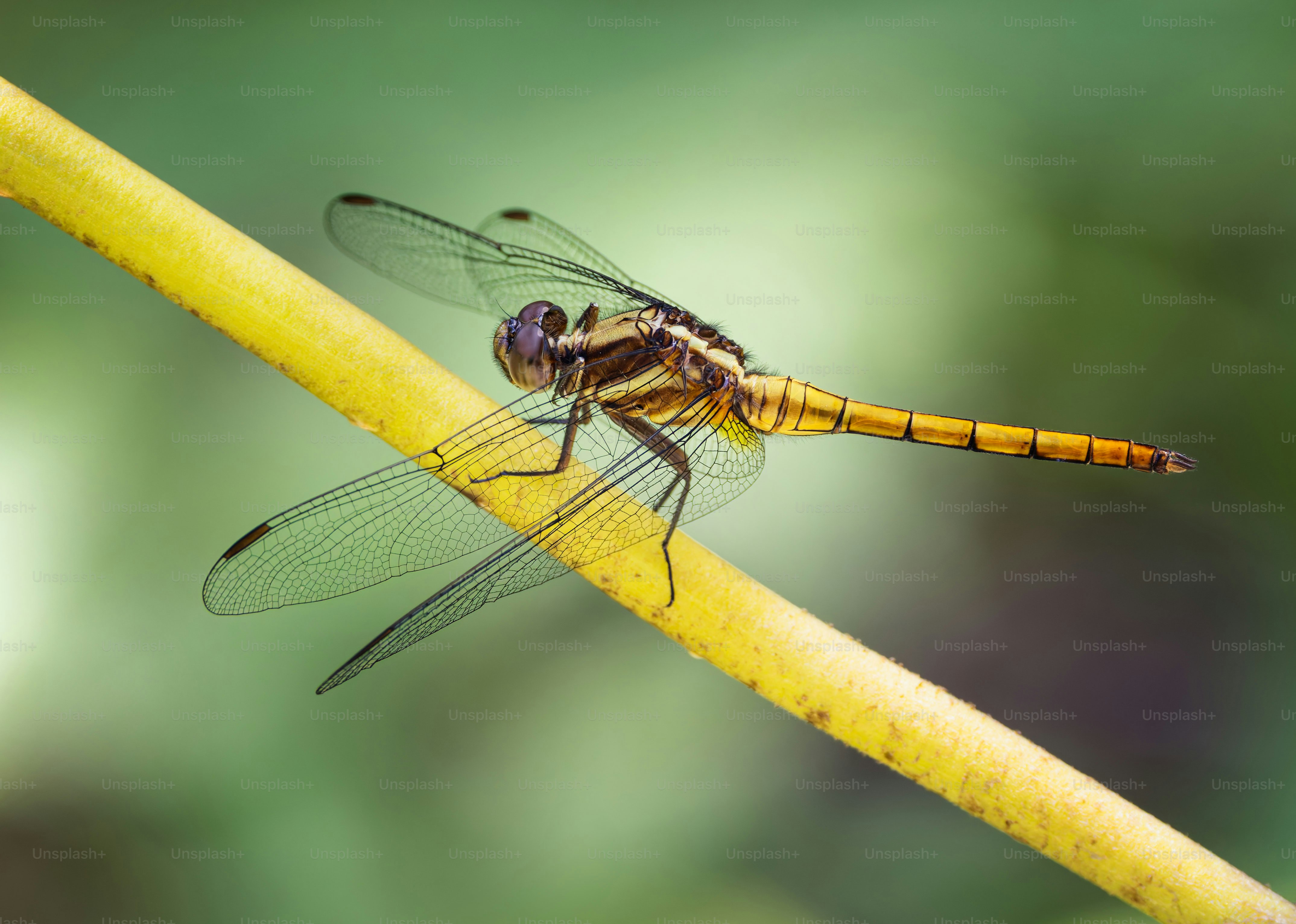 A golden dragonfly rests on a yellow branch