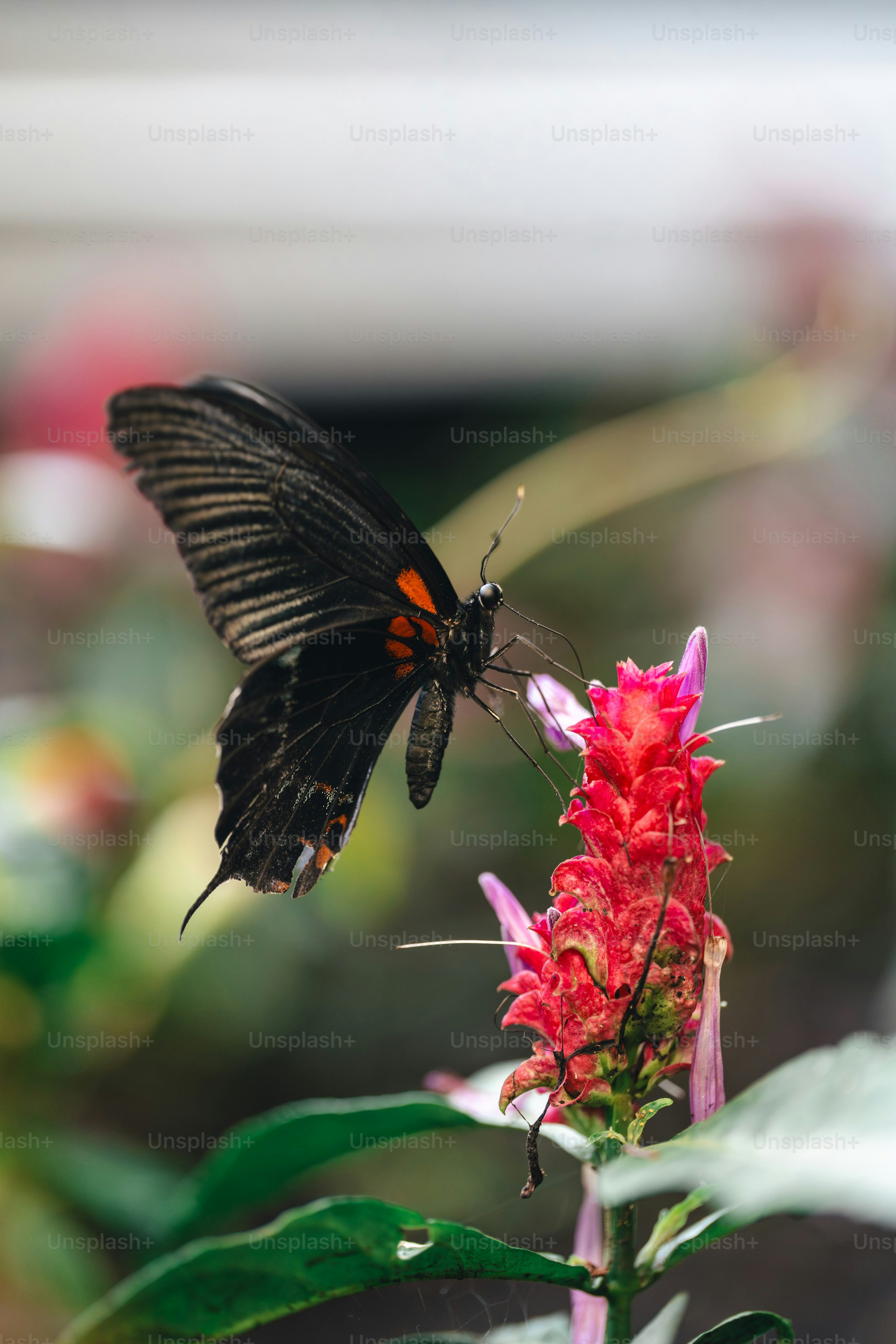 A black butterfly with orange markings on a red flower.