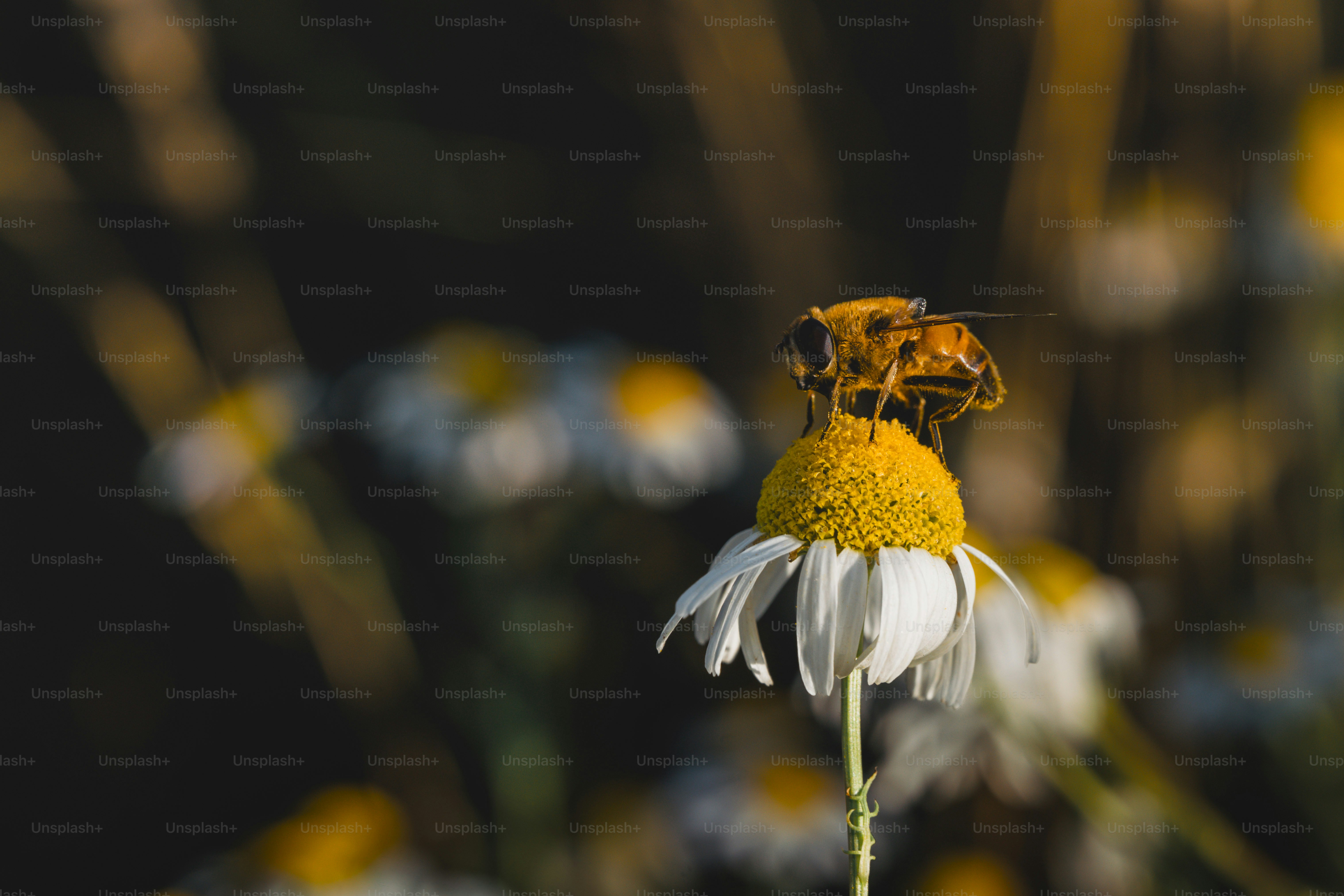 A bee rests on a white daisy flower.