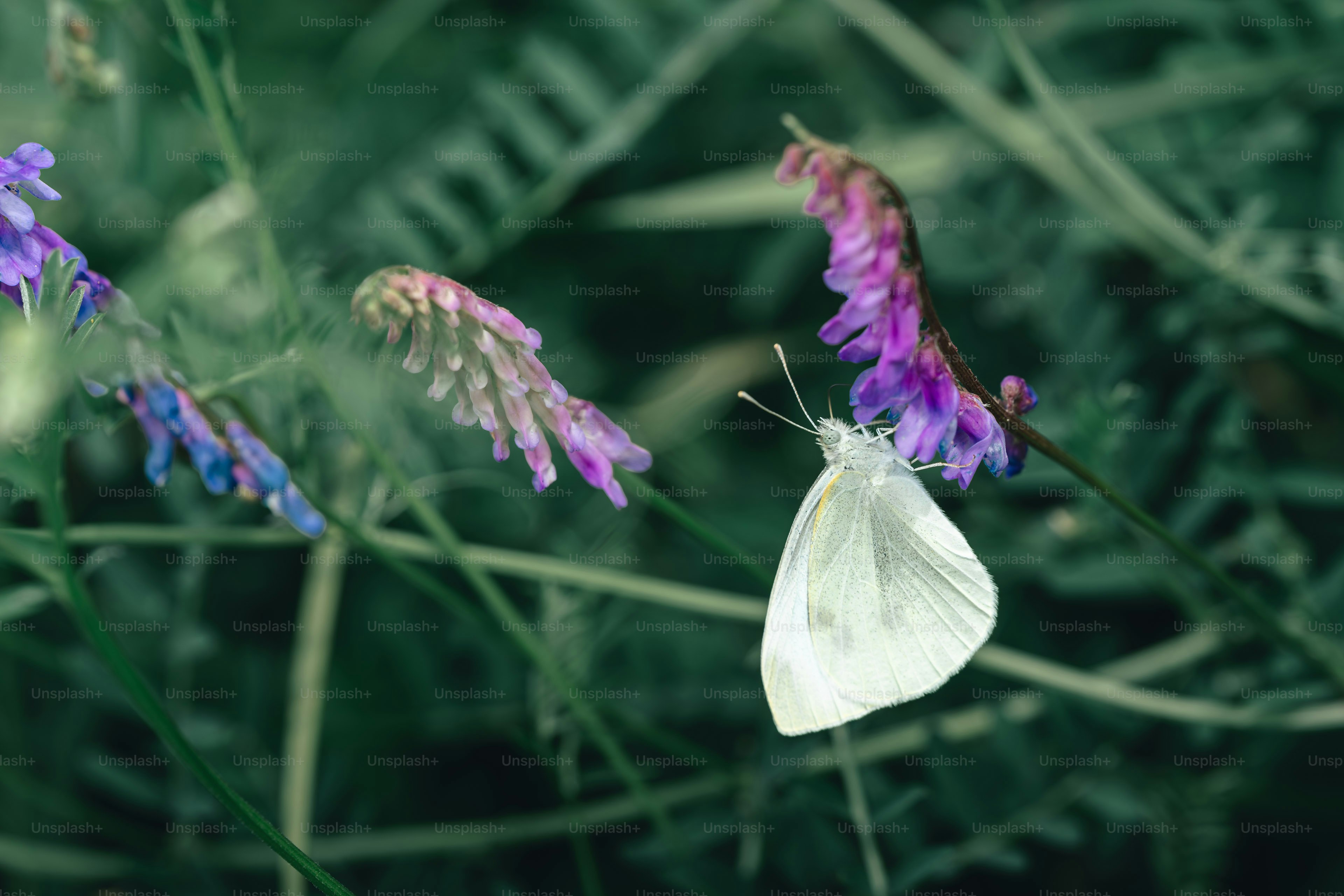 A white butterfly rests on a purple flower.