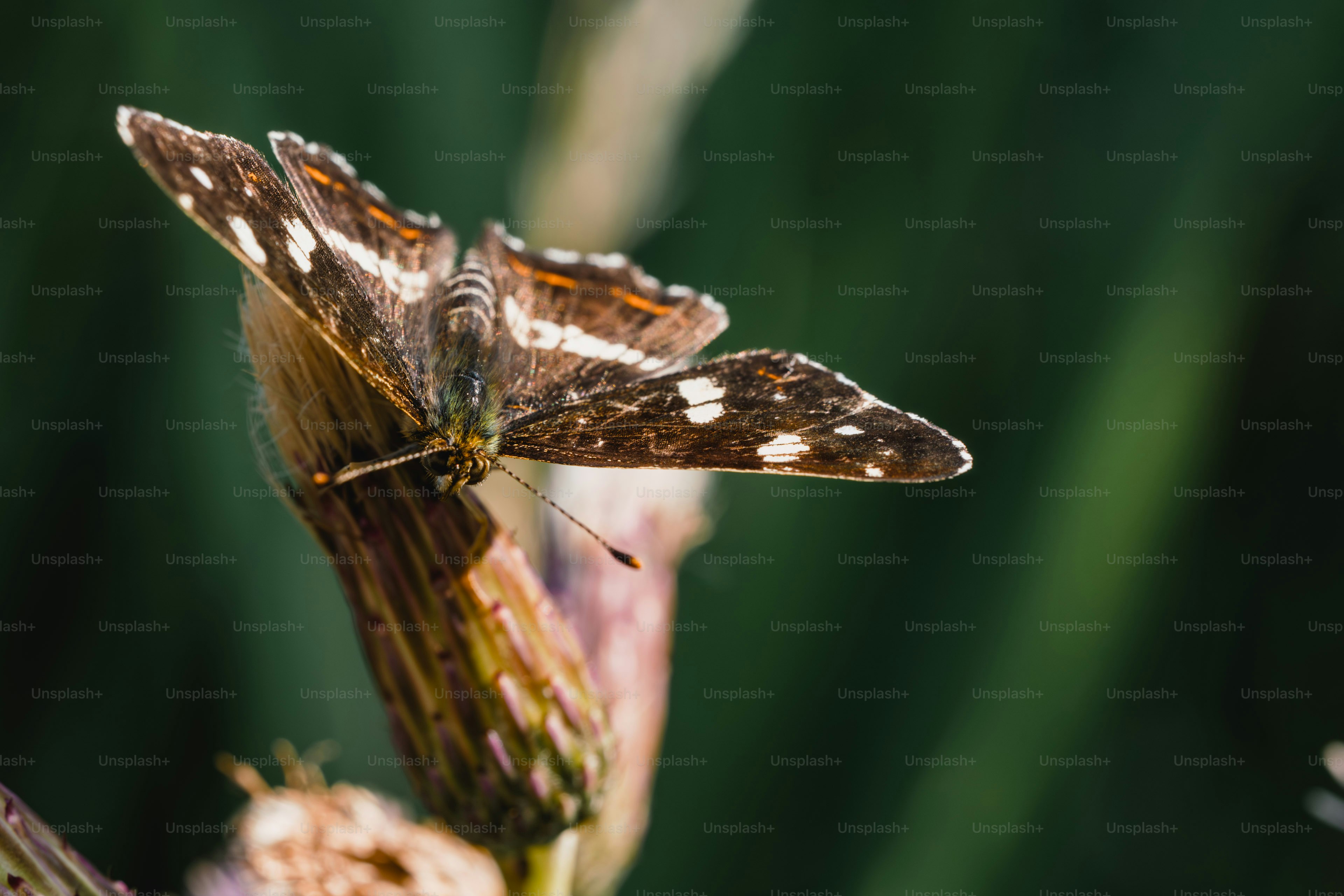 Brown butterfly with white spots on a plant.