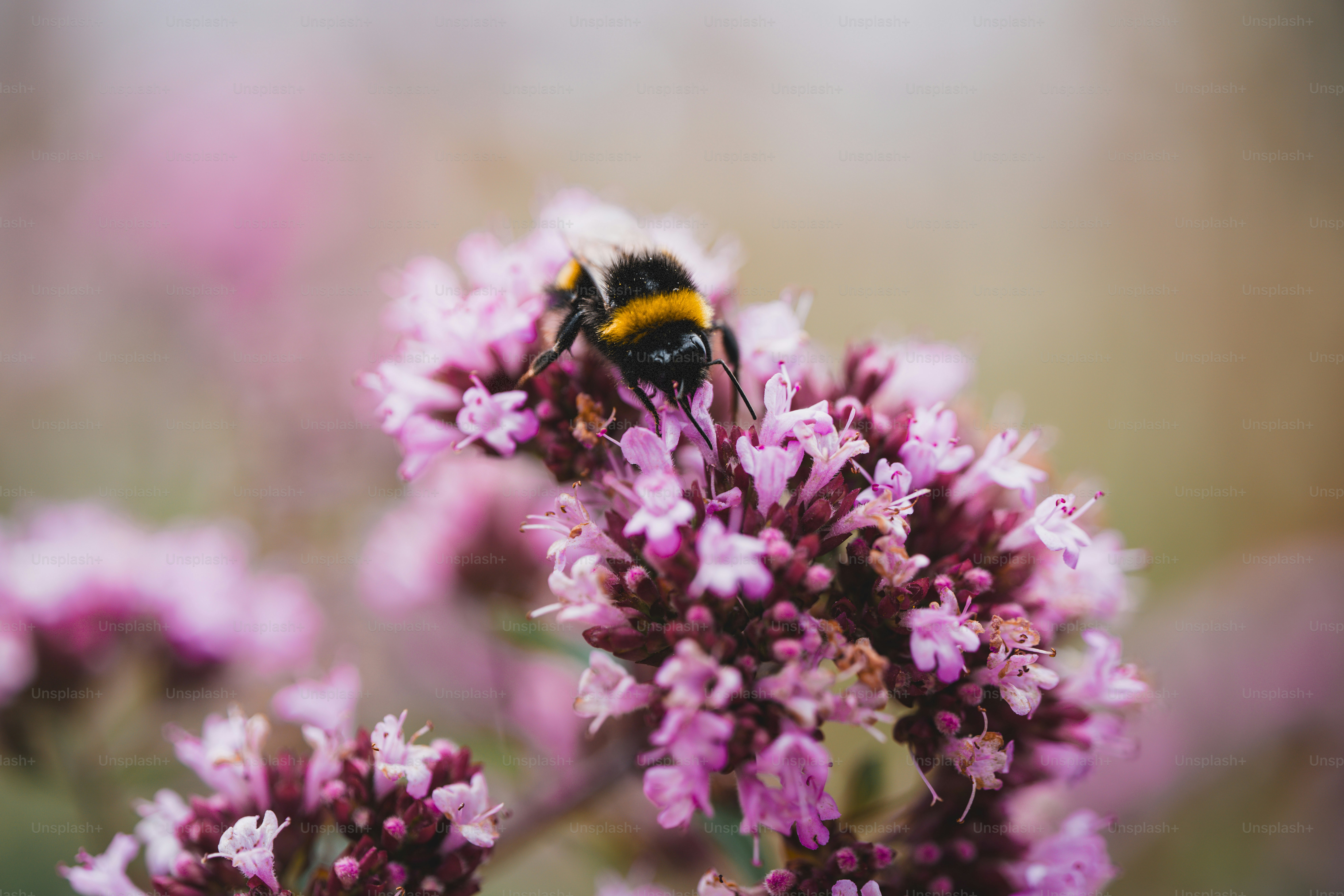 Bumblebee on a purple flower