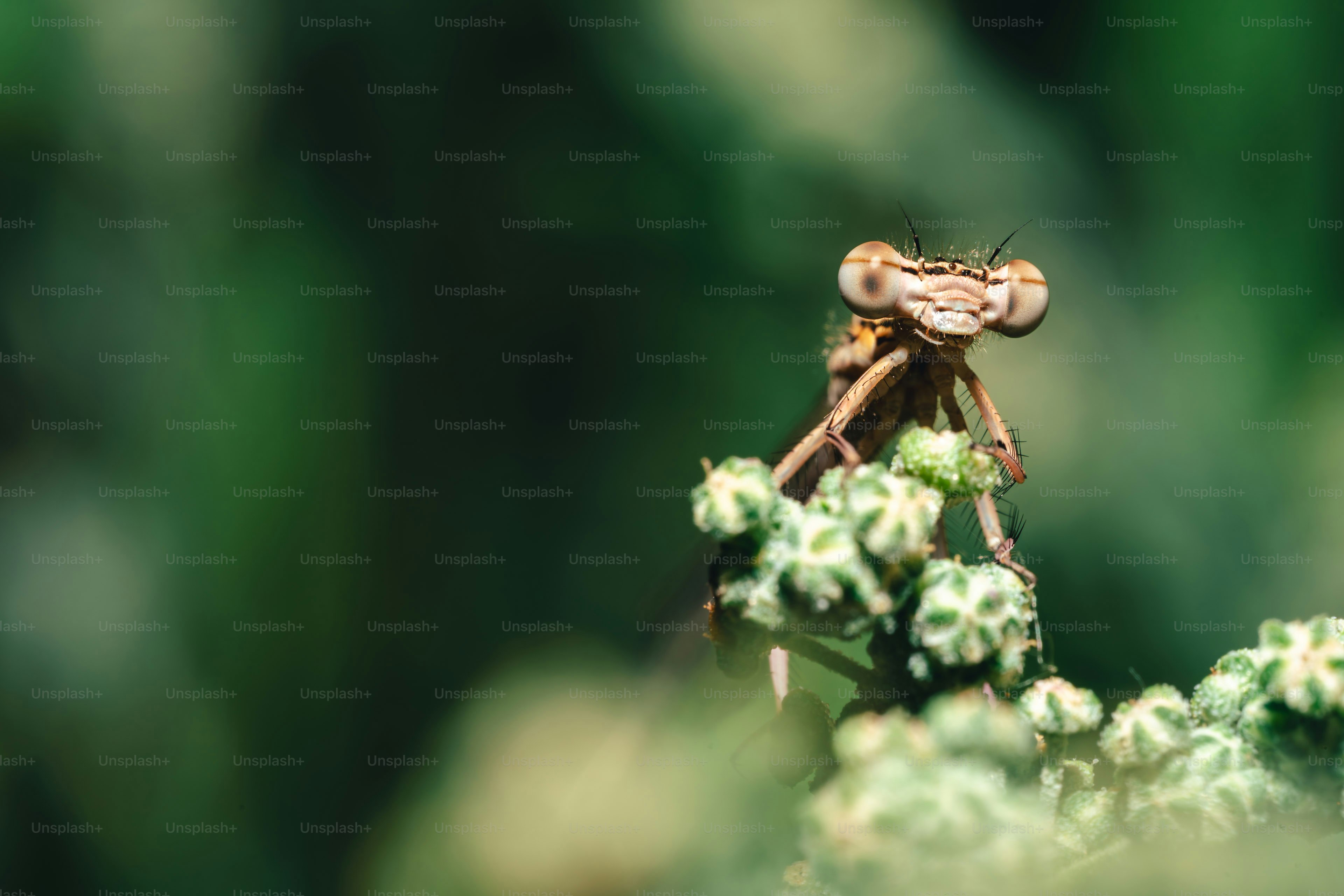 A damselfly perched on a green plant