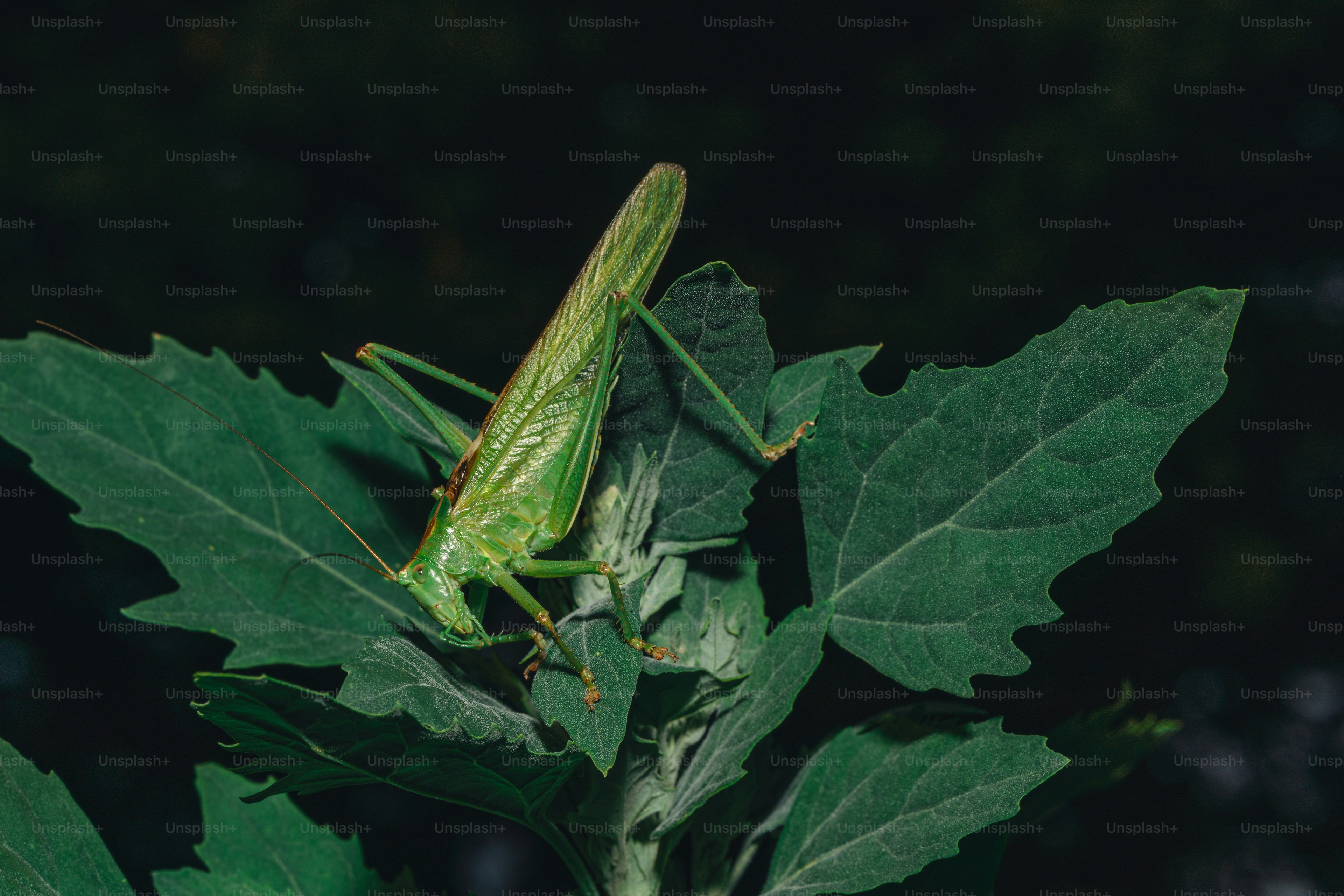 A green grasshopper rests on a large green leaf.