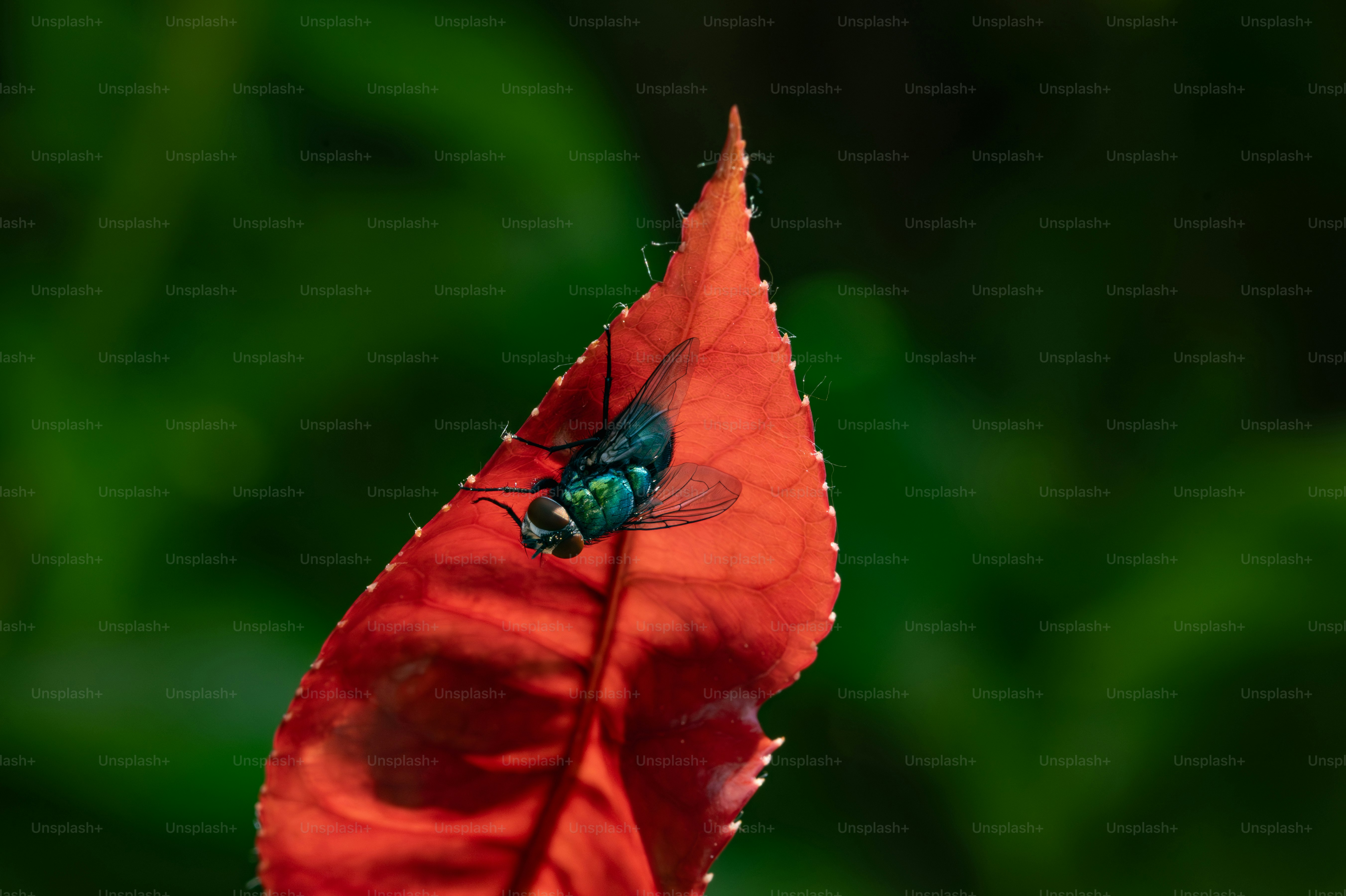 Lalat hijau metalik bertumpu pada daun merah cerah.