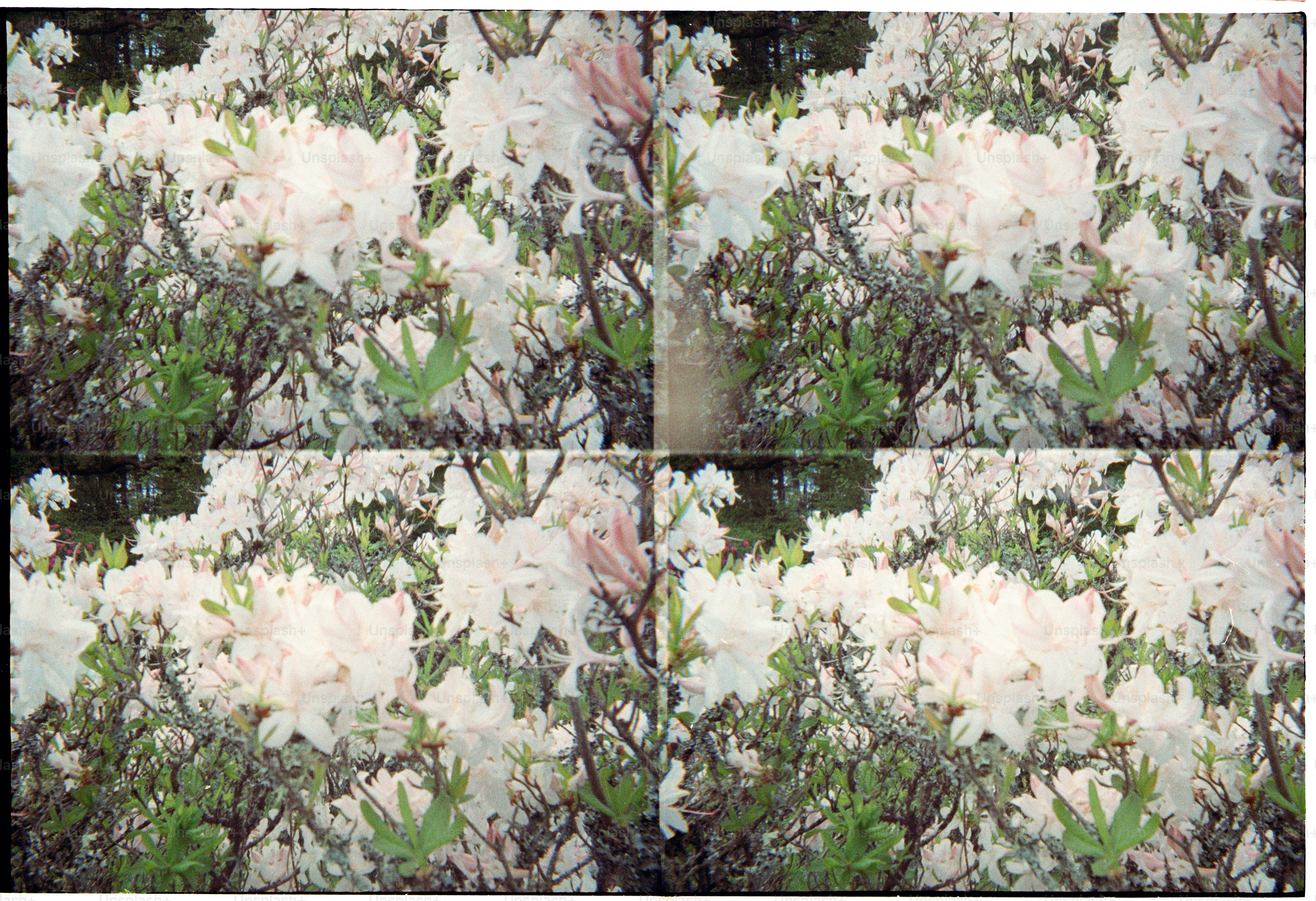Four panels of white azalea flowers in bloom. photo – Garden Image on ...