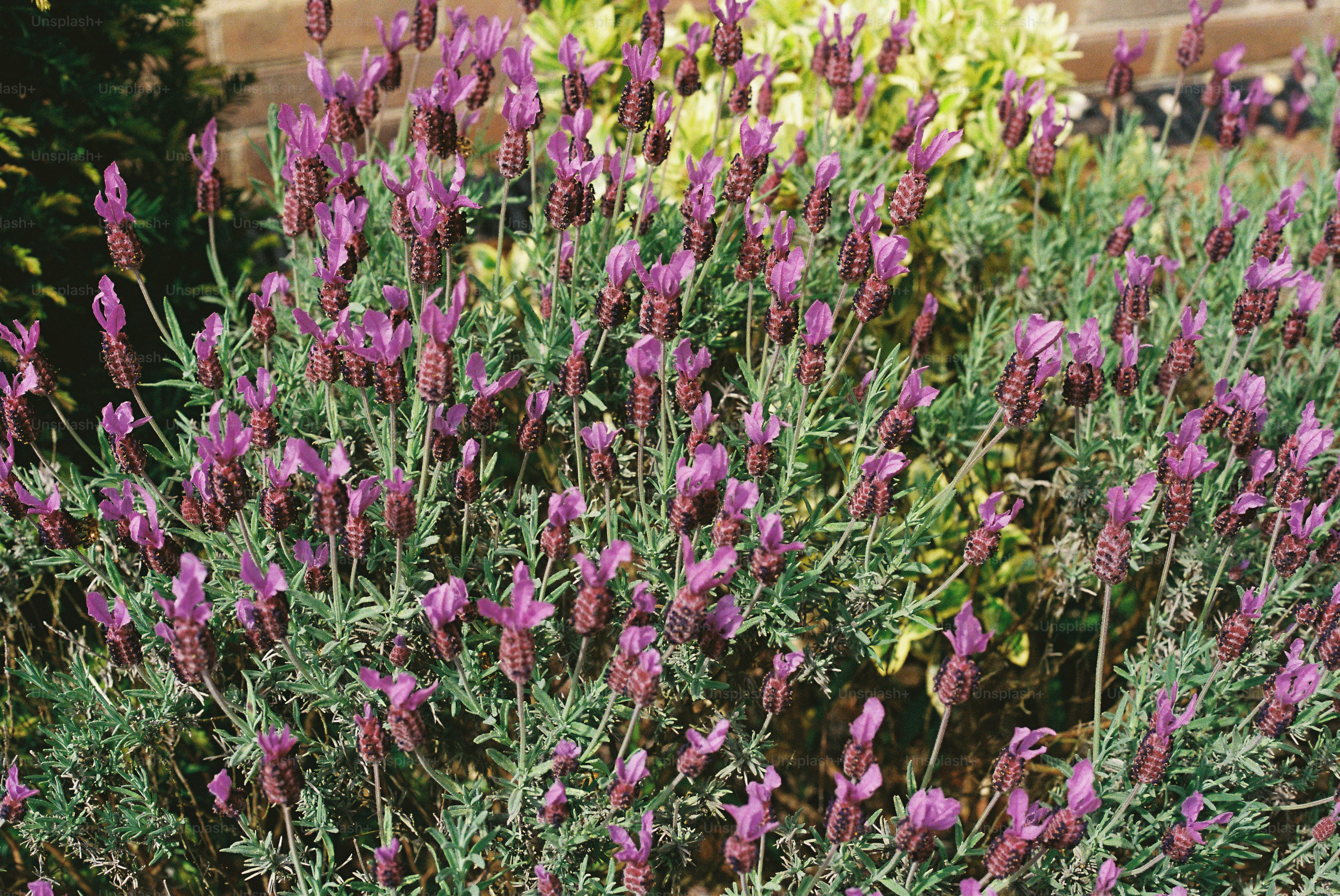 A bush of blooming purple lavender flowers