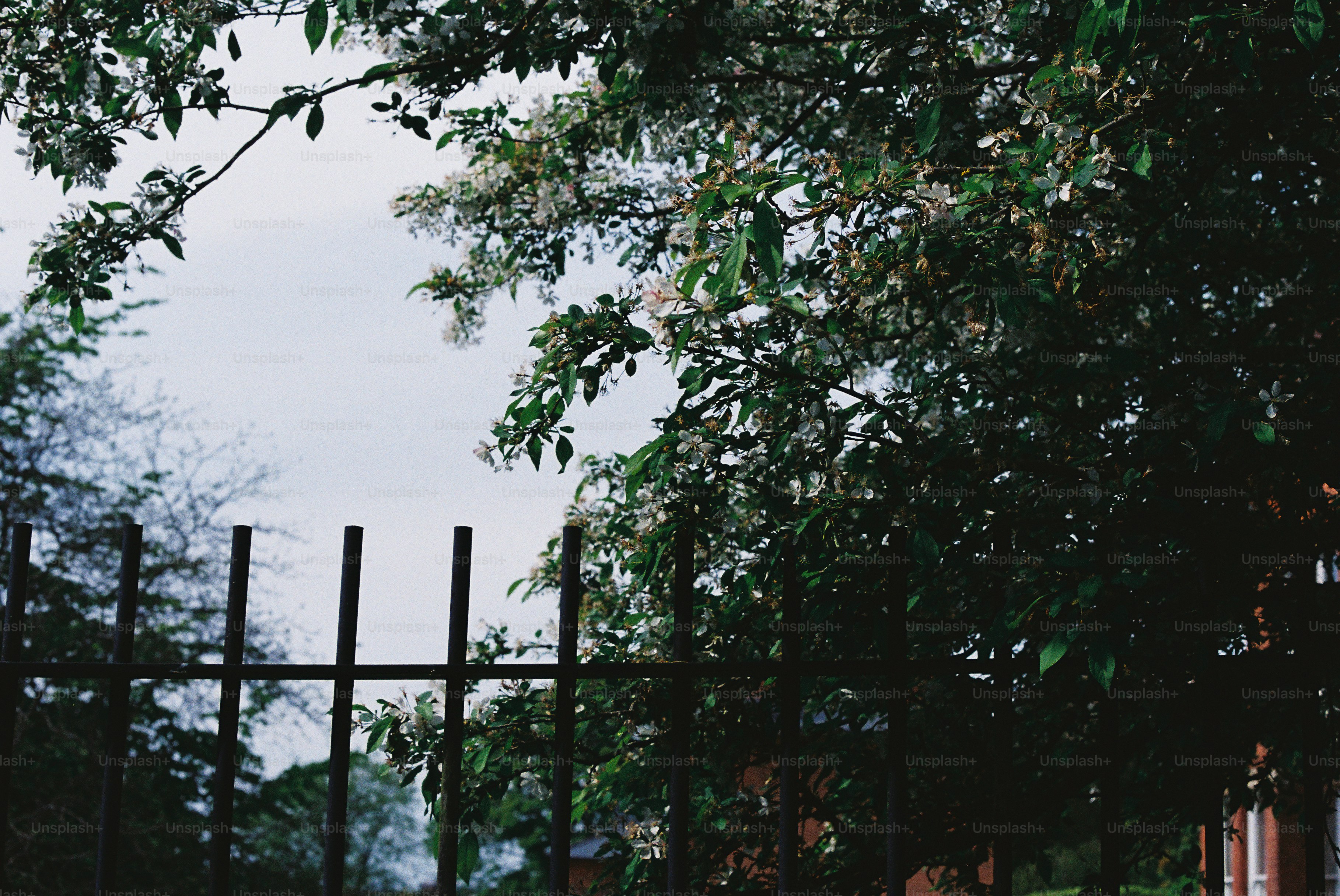 Green trees with white blossoms and a black metal fence.