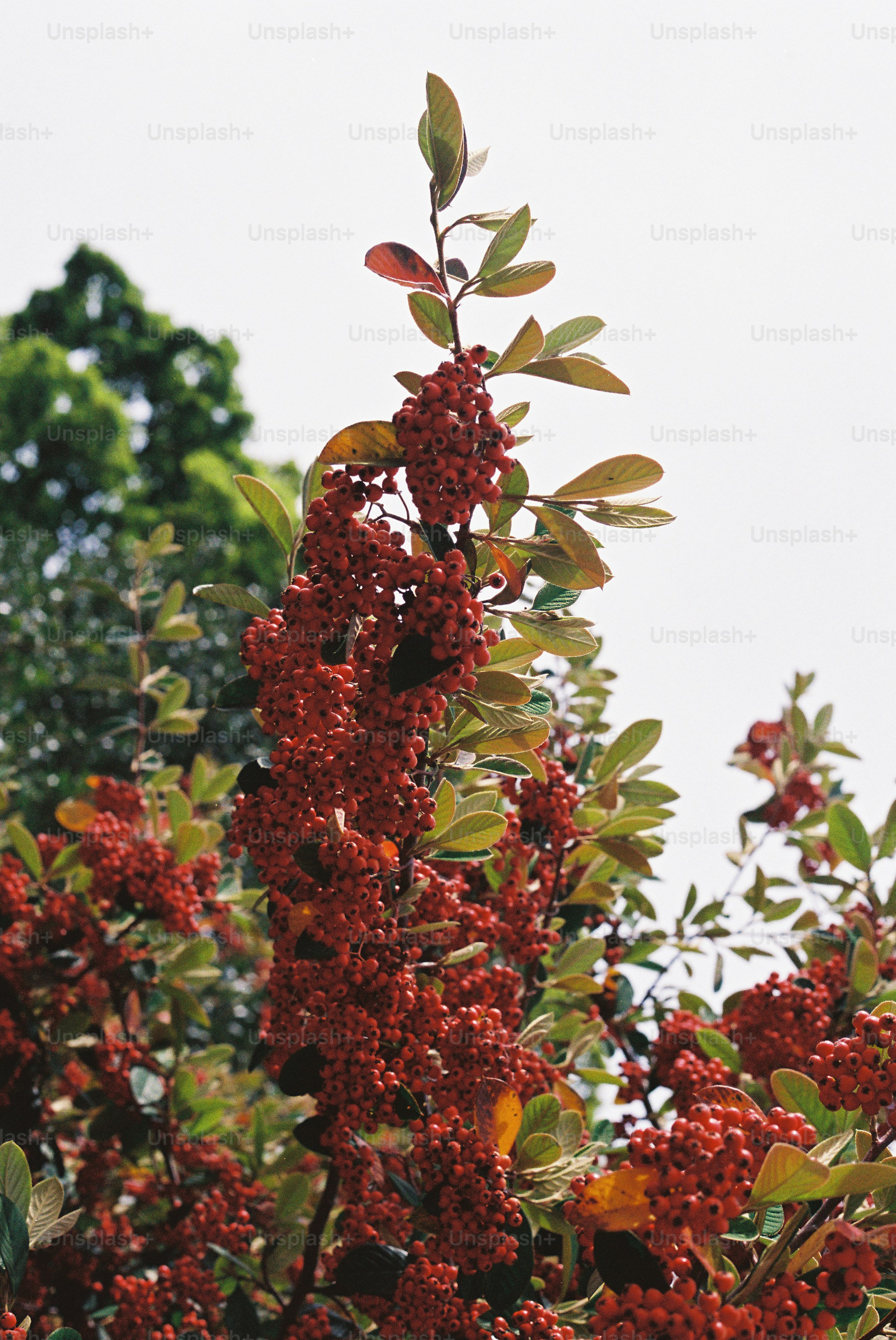 A branch of red berries on a bush.
