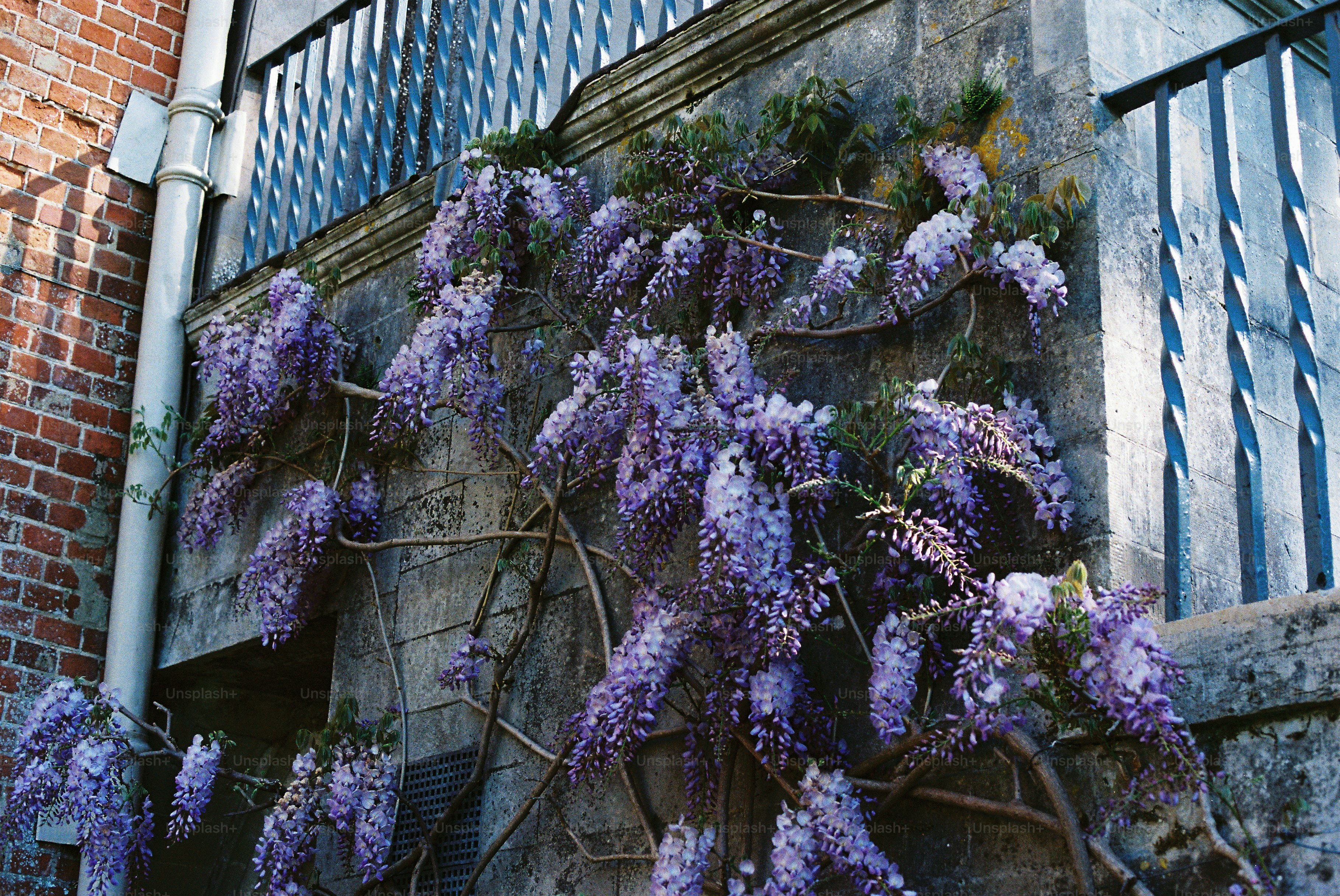 Purple wisteria flowers climbing a textured wall. photo  Spring Image on  Unsplash