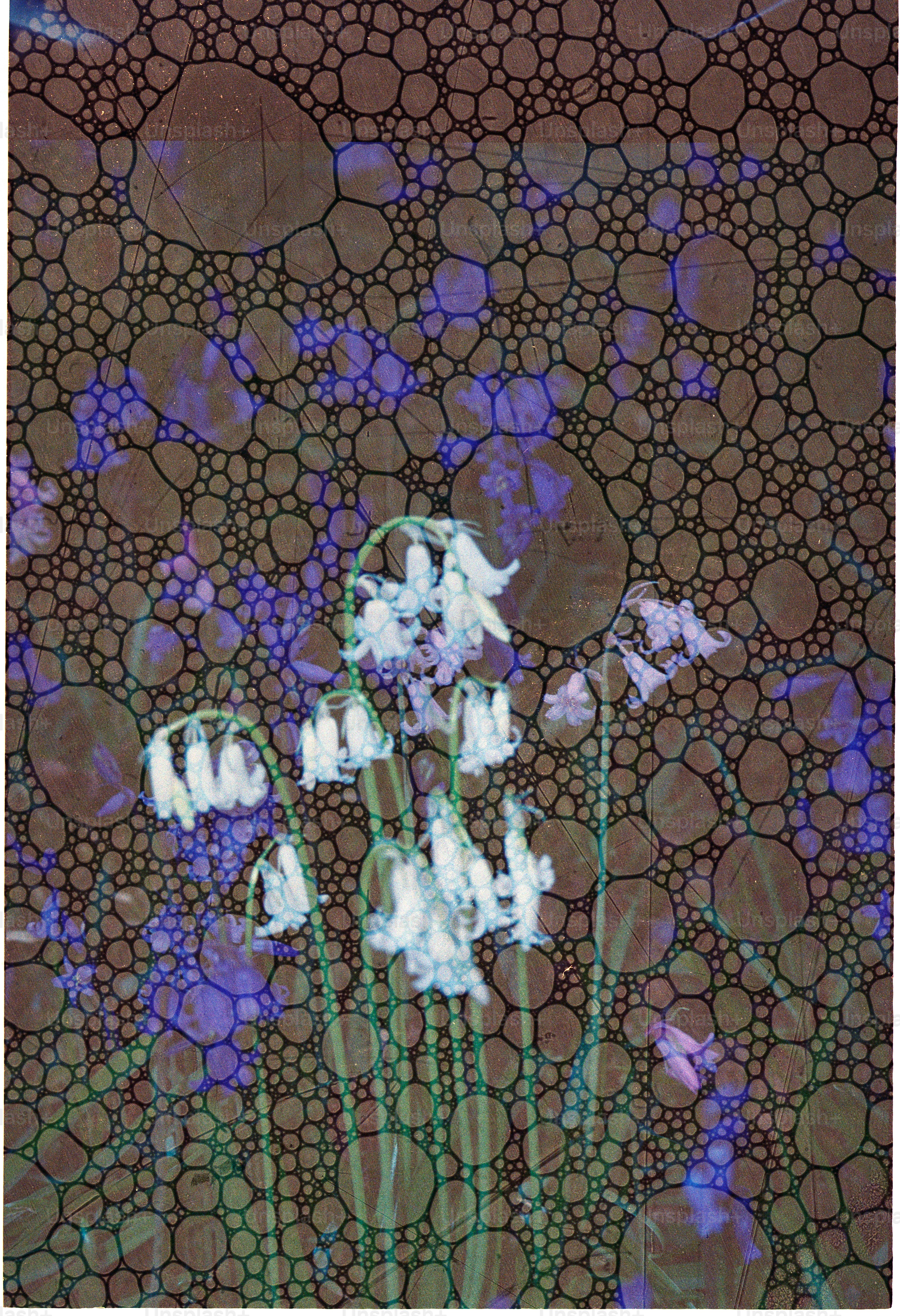 White bluebells against a textured, abstract background photo – Texture ...