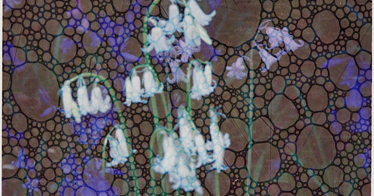 Bell Texture White bluebells against a textured, abstract background photo – Texture ...