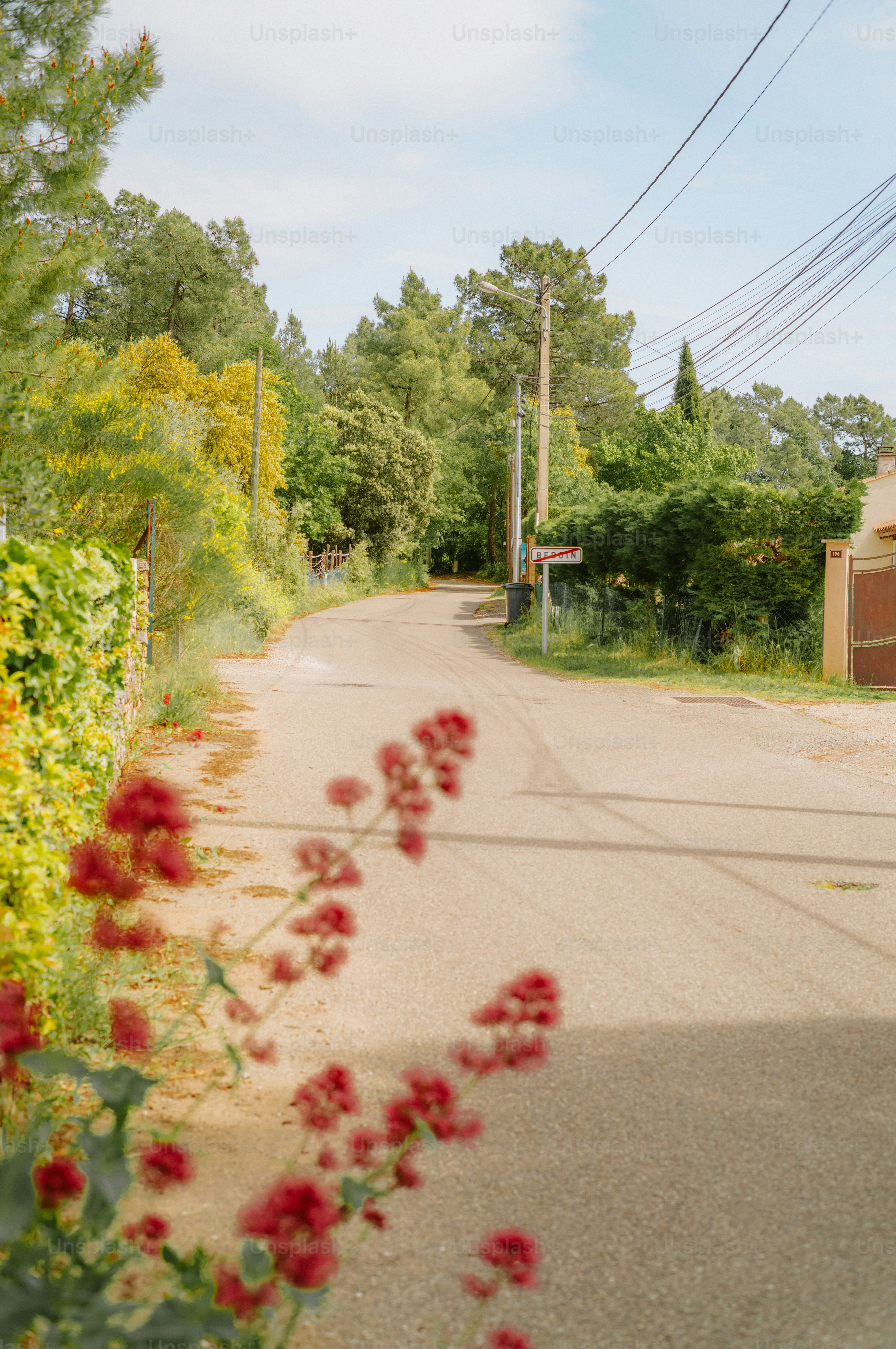 Eine gewundene Straße durch eine grüne, von Bäumen gesäumte Landschaft