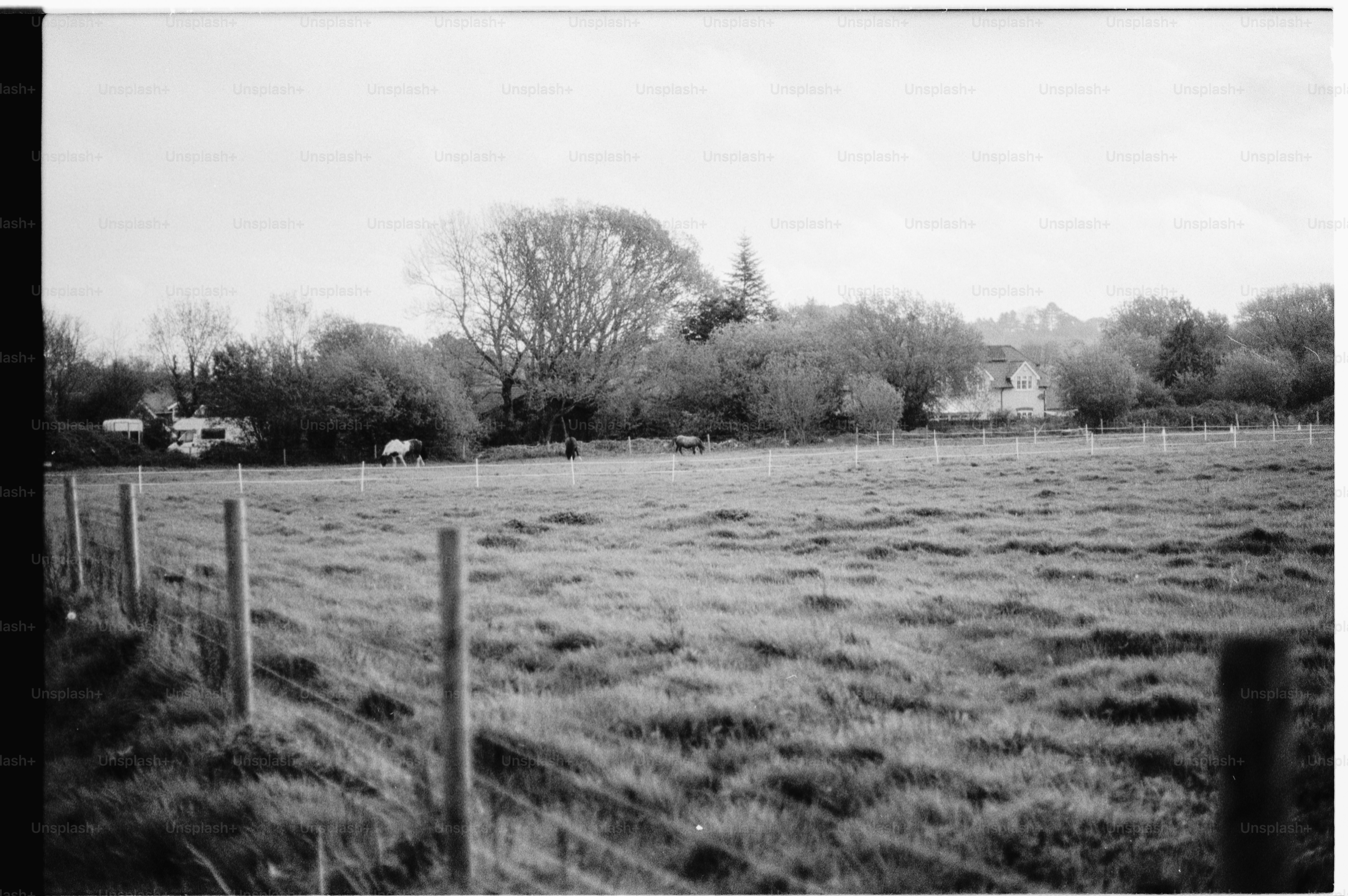 Grassy field with trees and fence in background