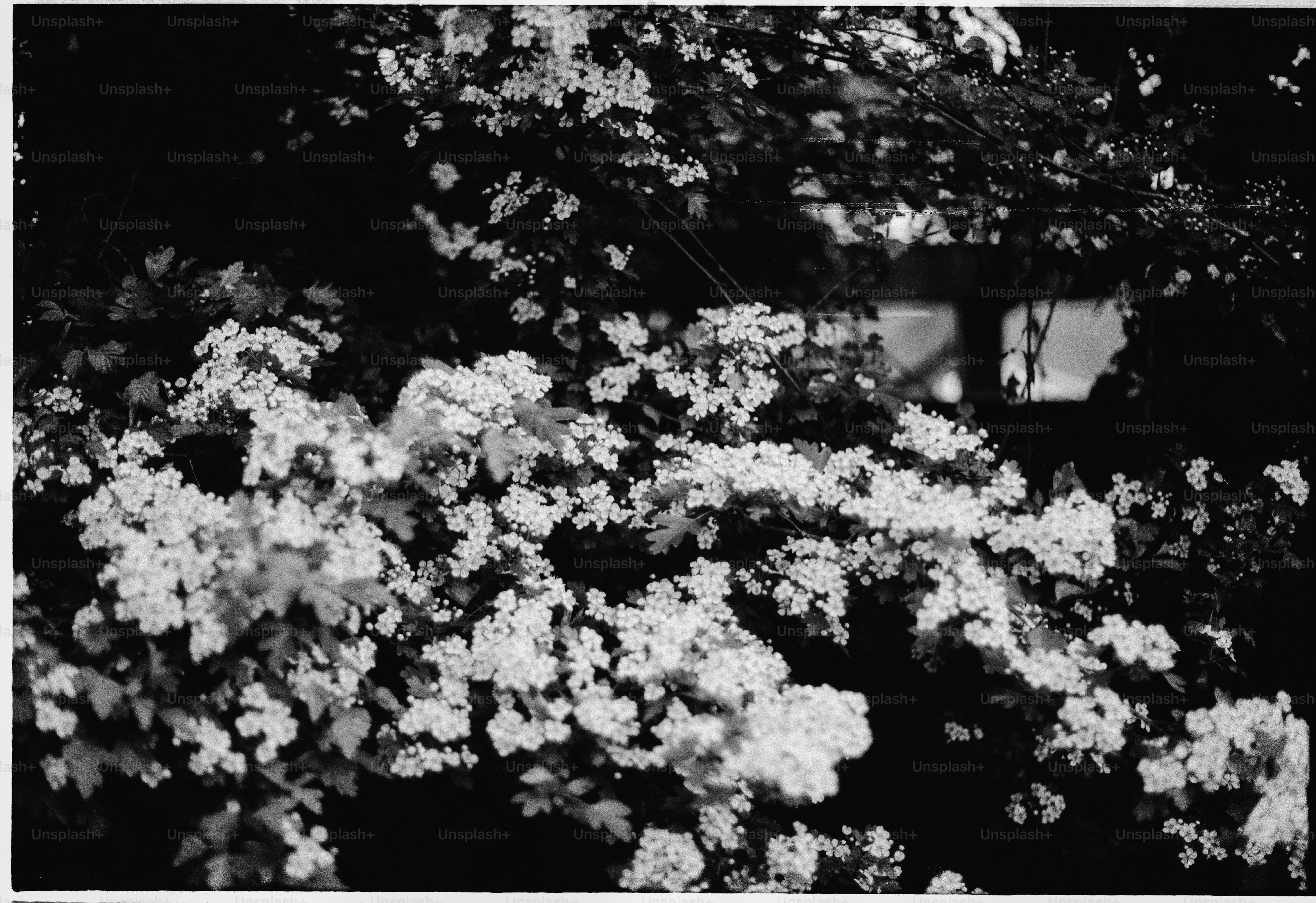 White flowers bloom against dark foliage and a window.
