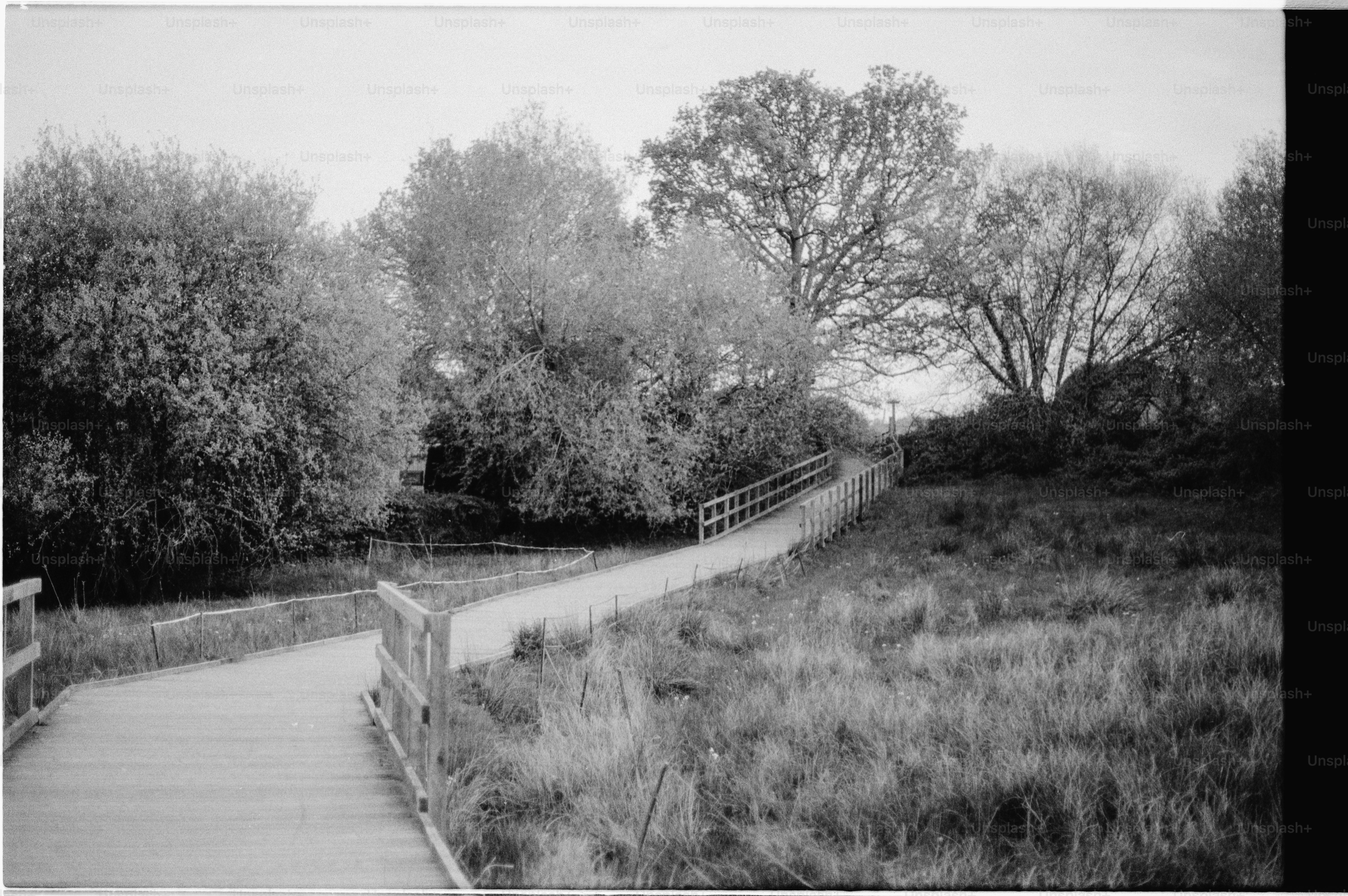A wooden walkway curves through a grassy field with trees.