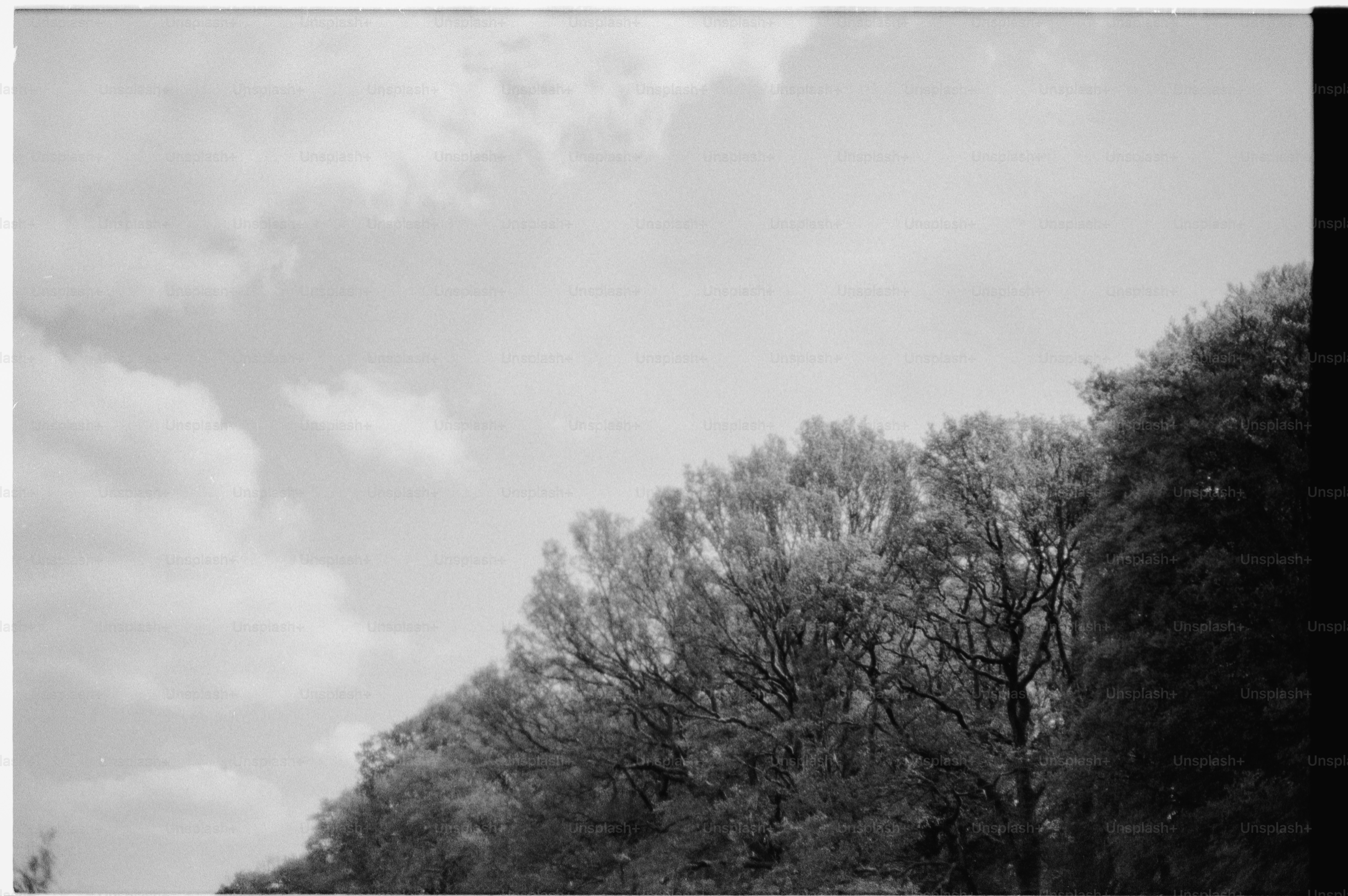 Trees and clouds in black and white