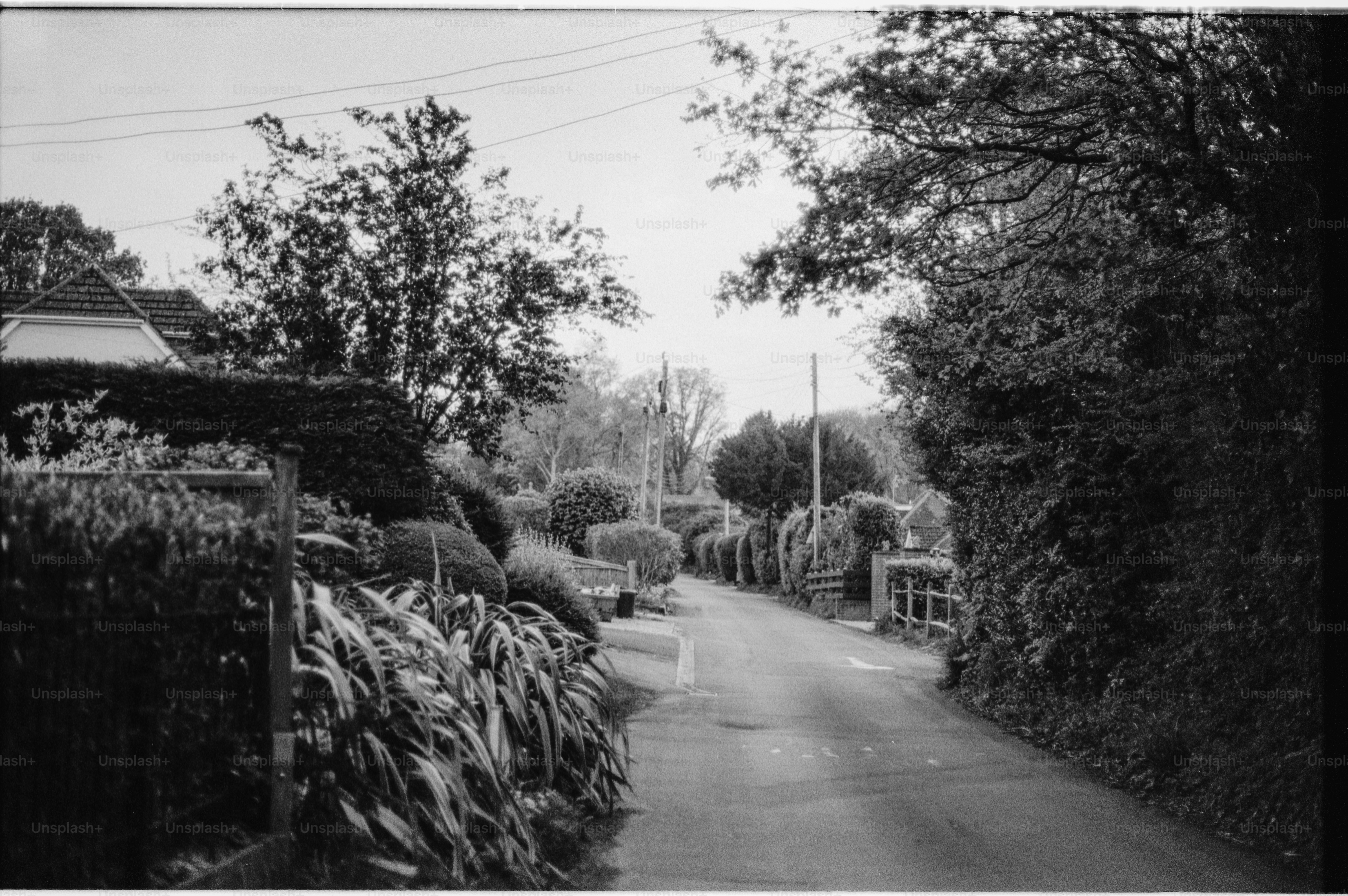 A quiet, tree-lined road in a rural village.