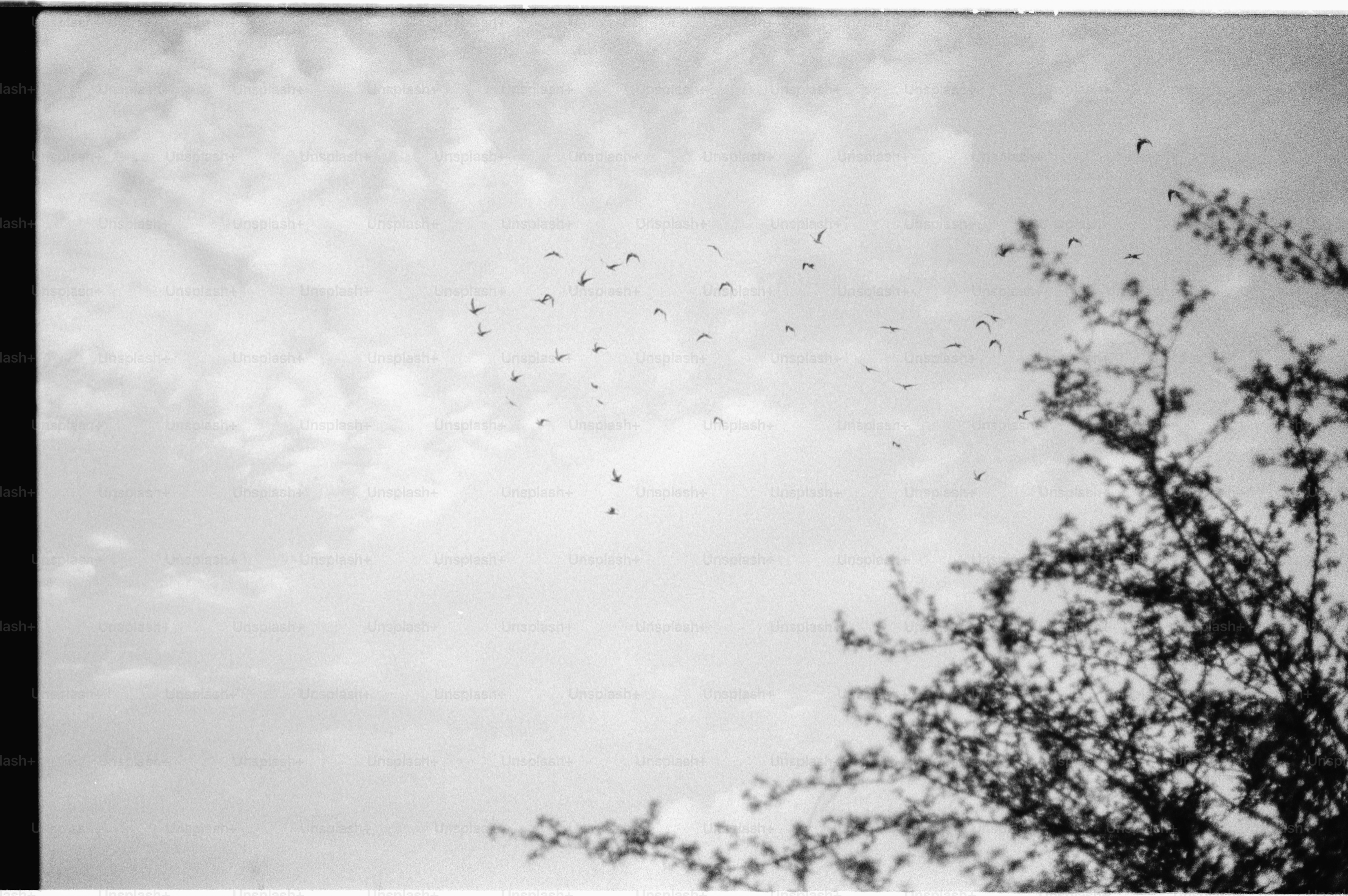 A flock of birds flies across a cloudy sky.