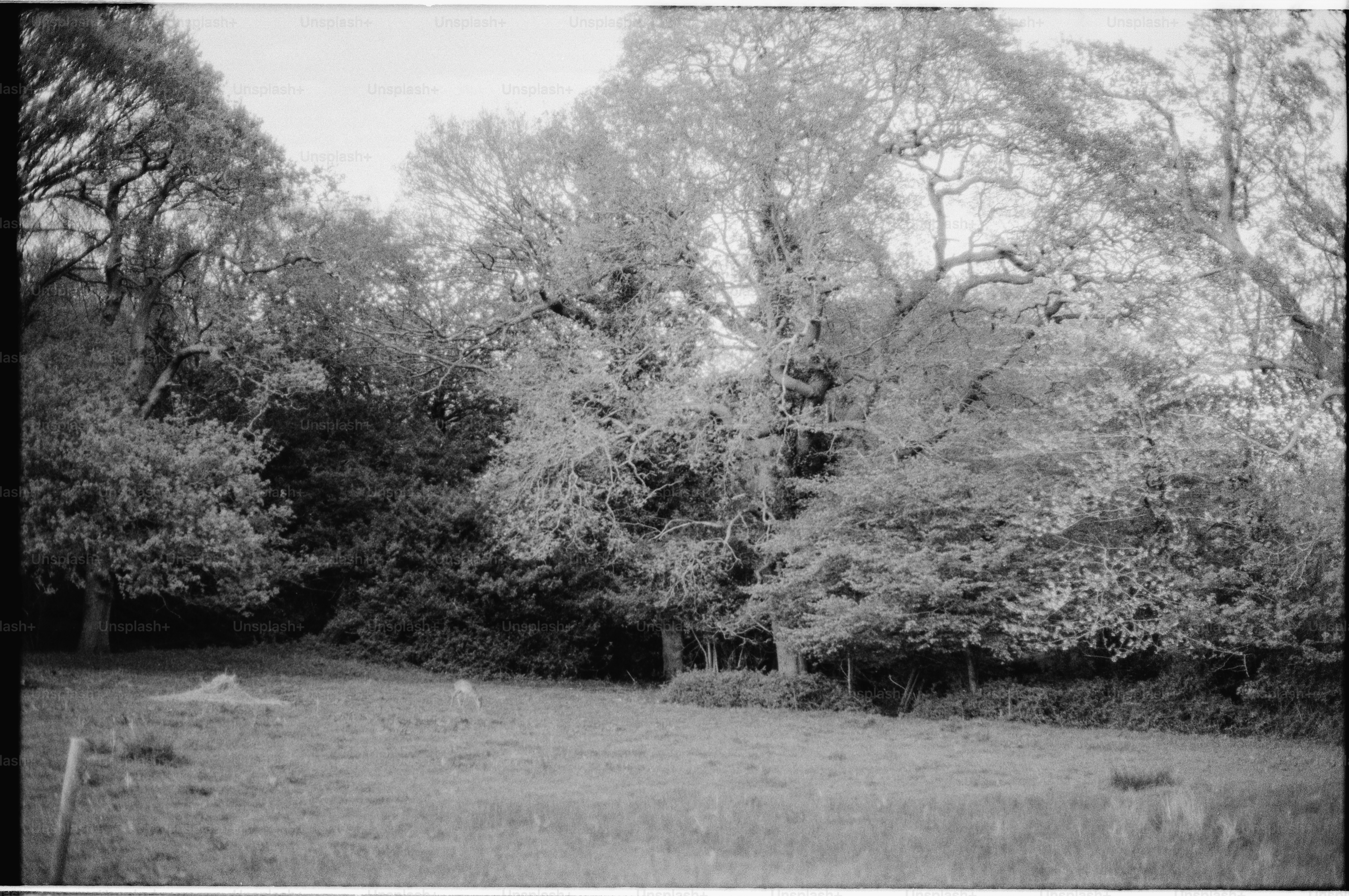 Large trees in a grassy field with foliage