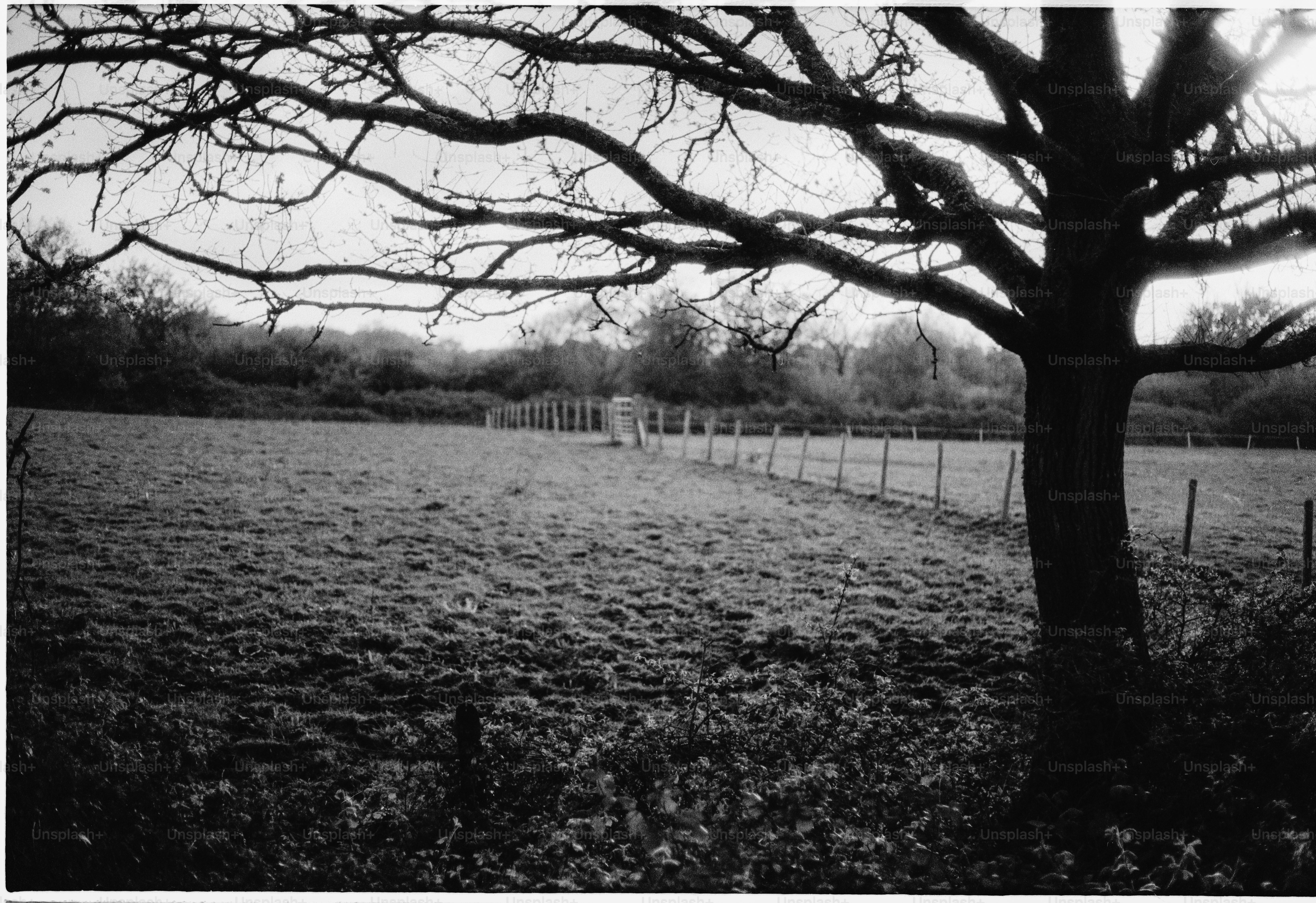 Bare tree branches in a field with a fence