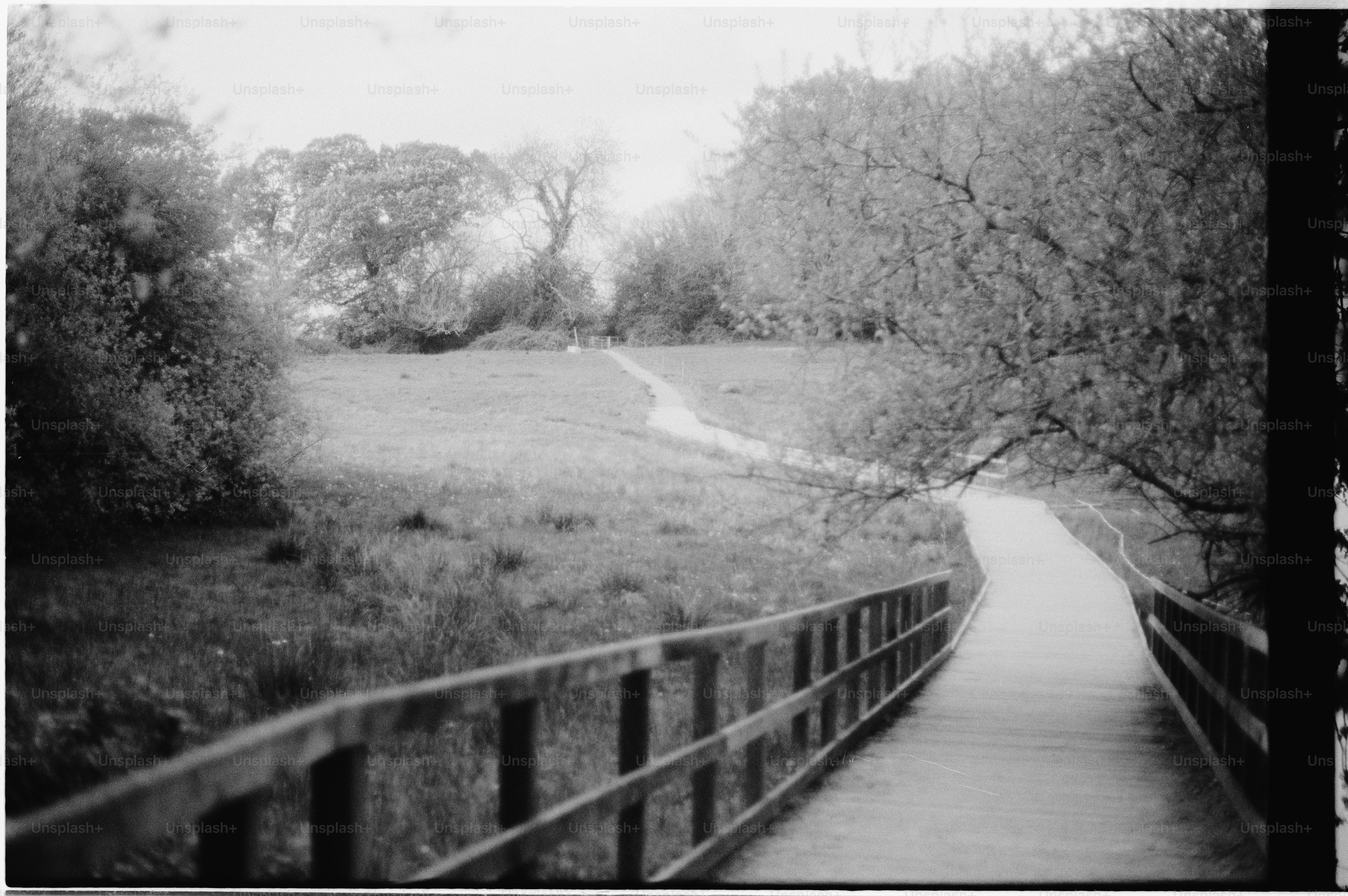 Wooden bridge leading to a grassy field with trees