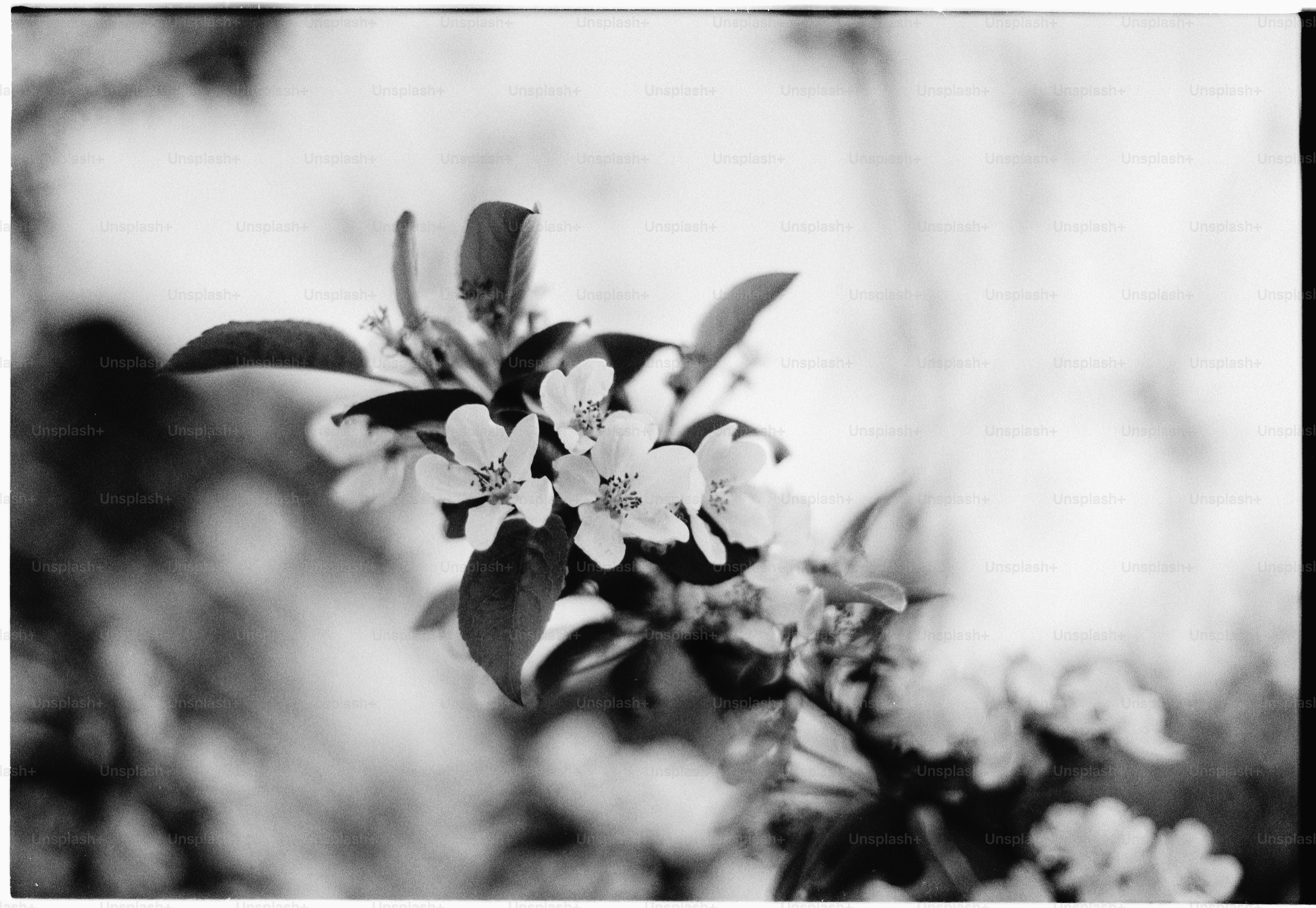 Close-up of delicate white blossoms on a branch.