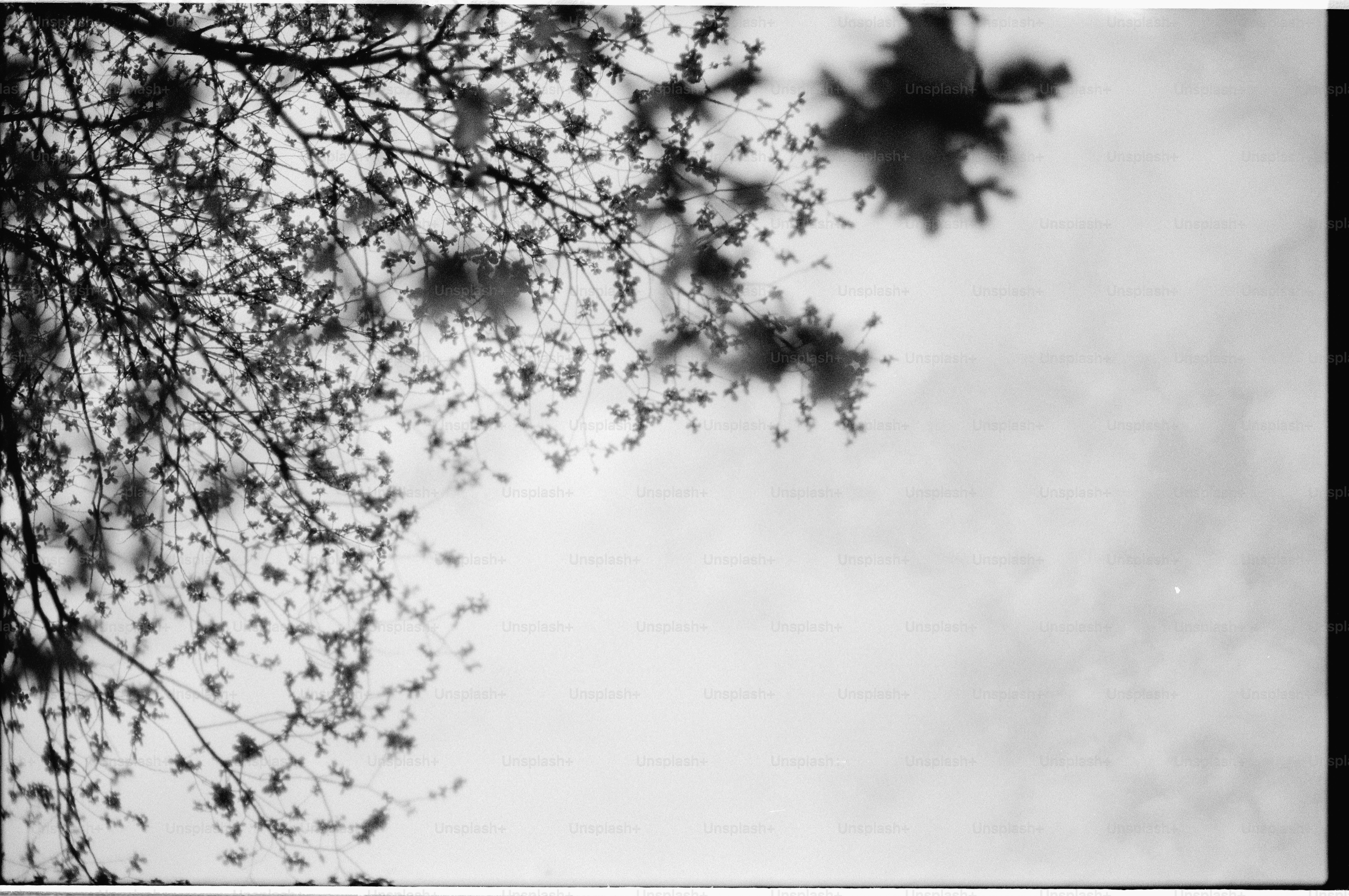 Looking up at tree branches against a cloudy sky.