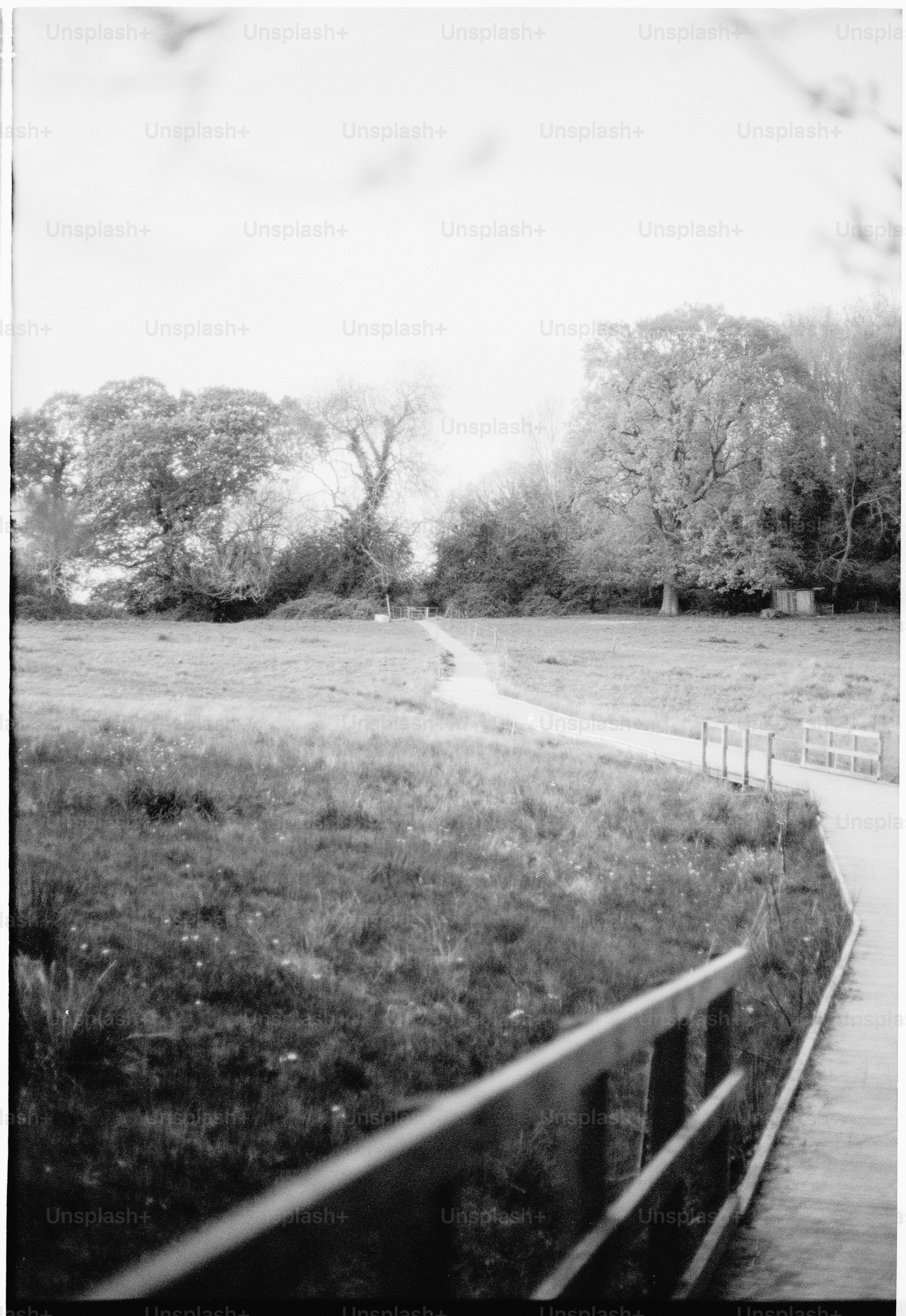 A winding path through a grassy field with trees